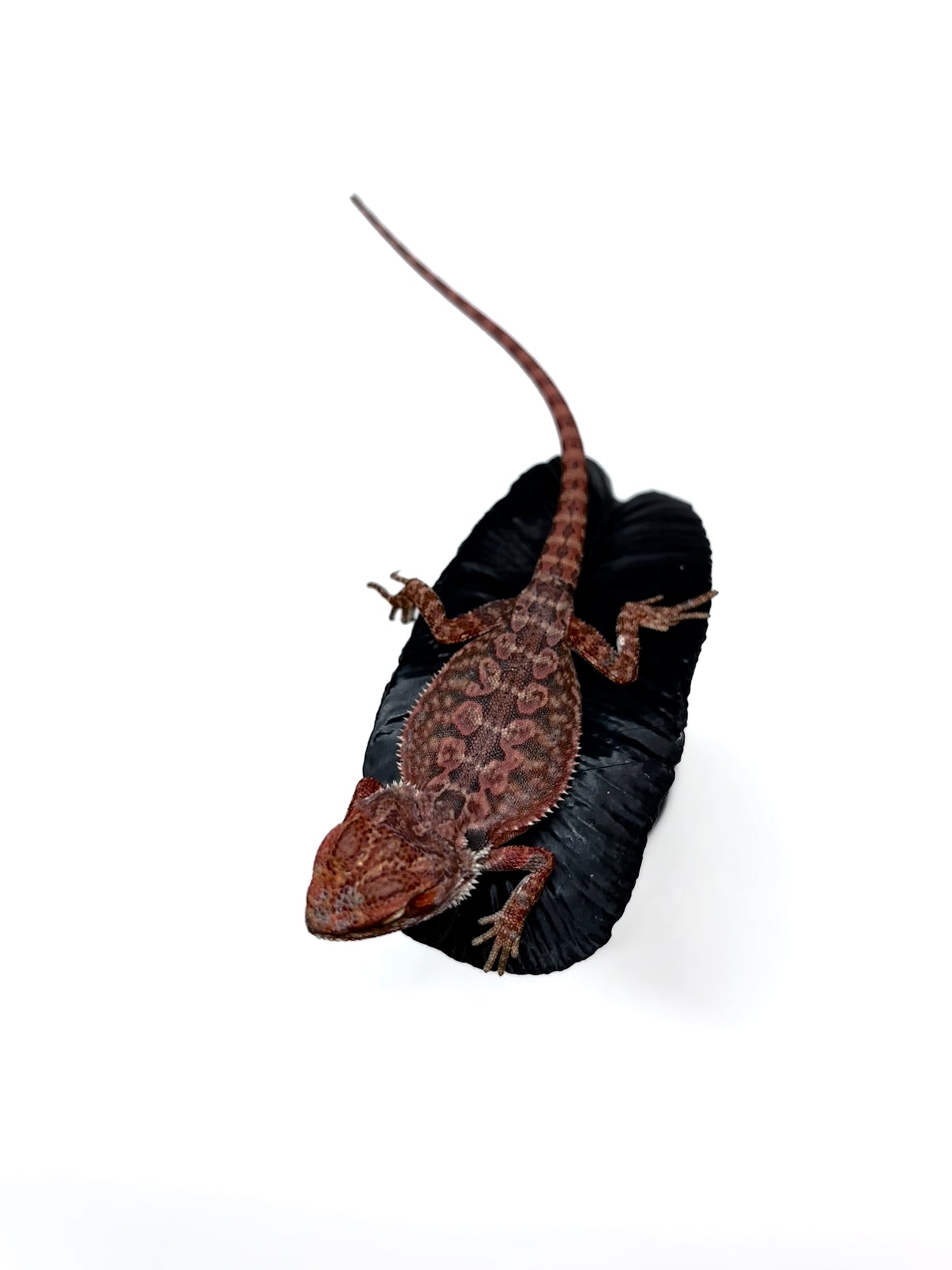 🖤☠️🩸#9 1/2 Red Monster 🩸☠️🖤