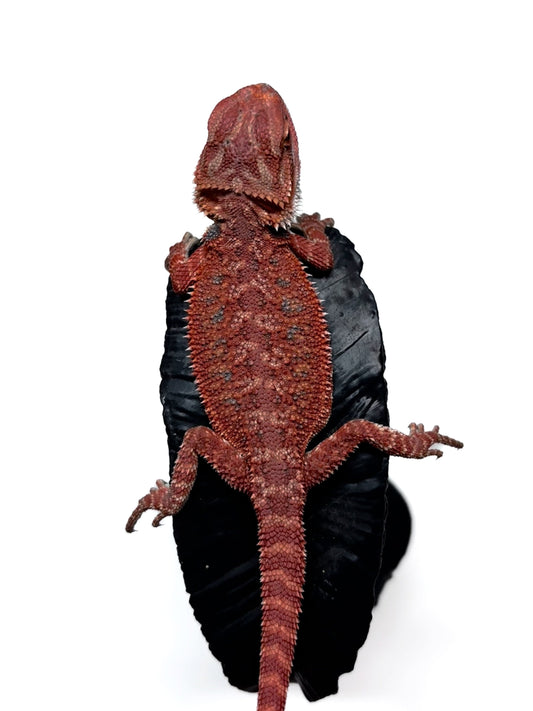 🩸#6 Extreme Dark Red Trans🩸