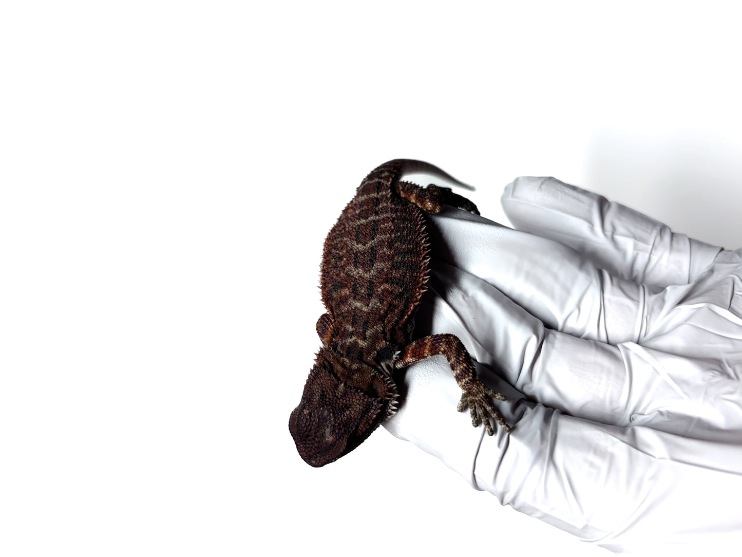 🩸#17 Extreme Dark RED MONSTER🩸