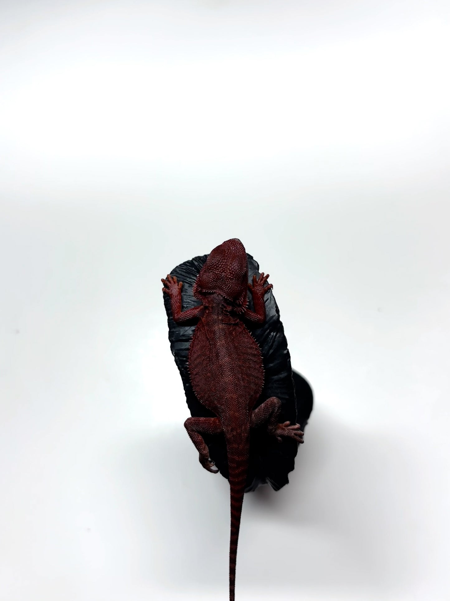 🩸#5 Extreme Dark Red Trans Monster🩸(HOLDBACK)