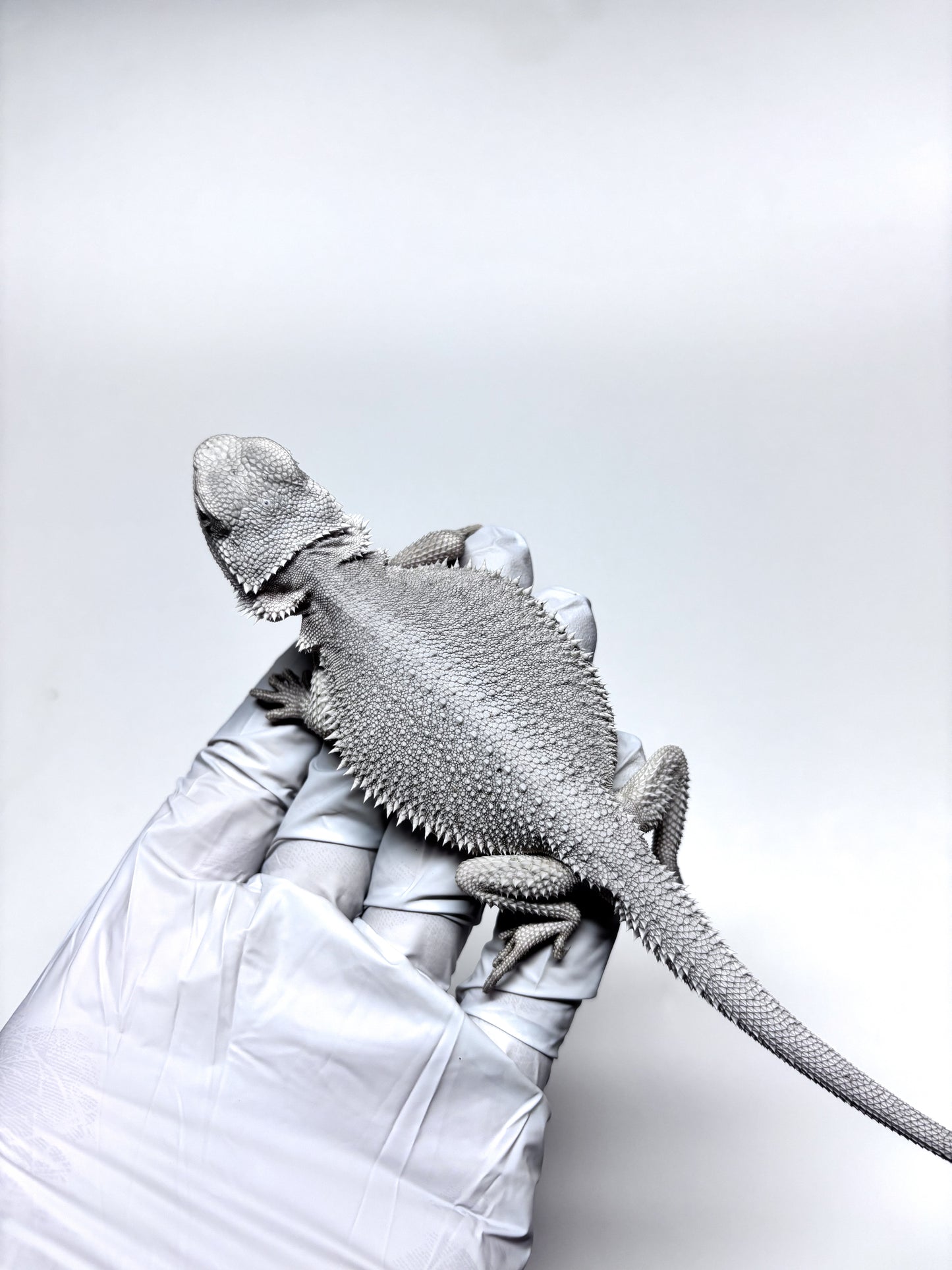 ❄️#14 Hypo Zero❄️