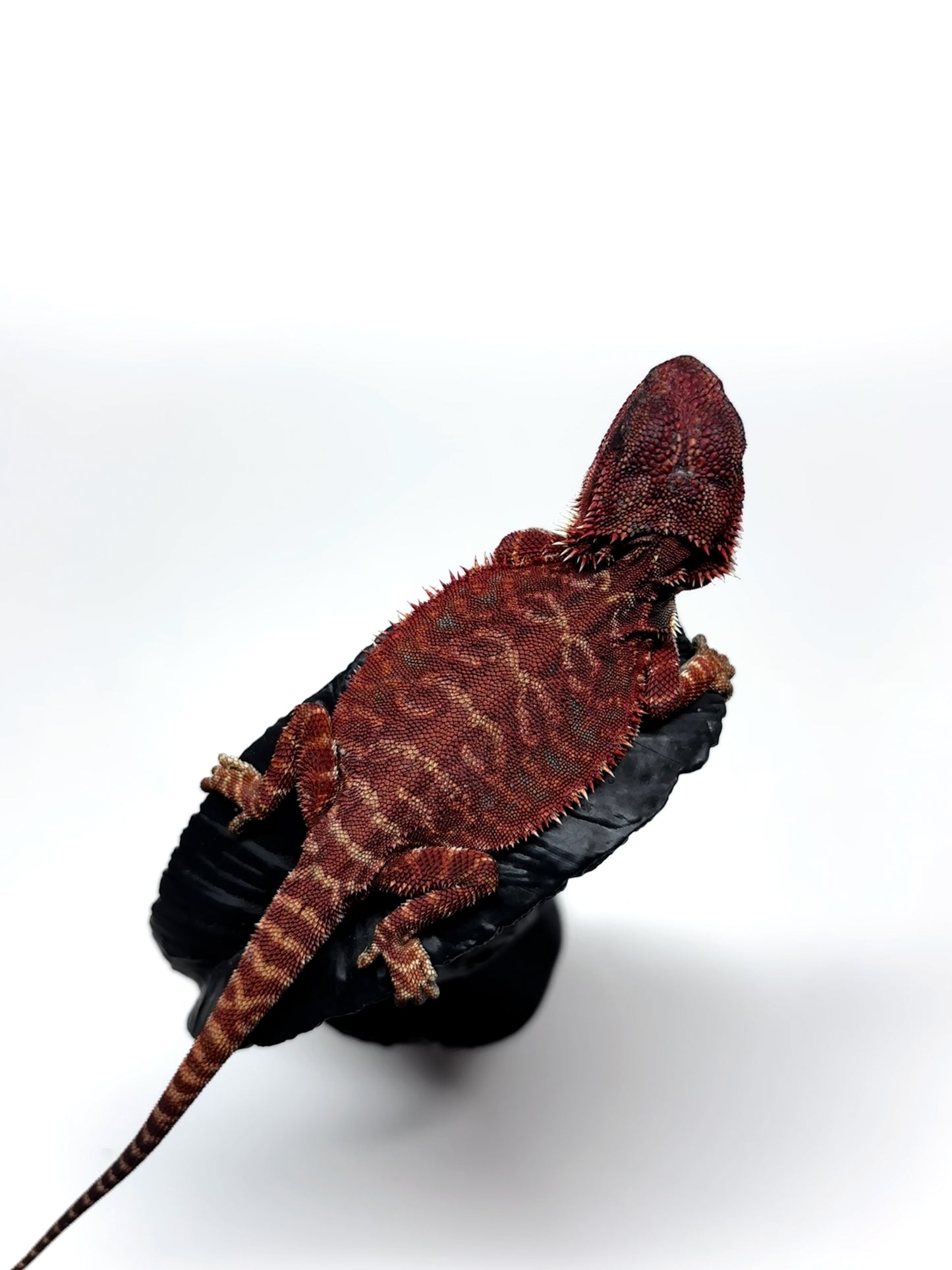 🩸#8 Extreme Dark Red Monster Leather🩸