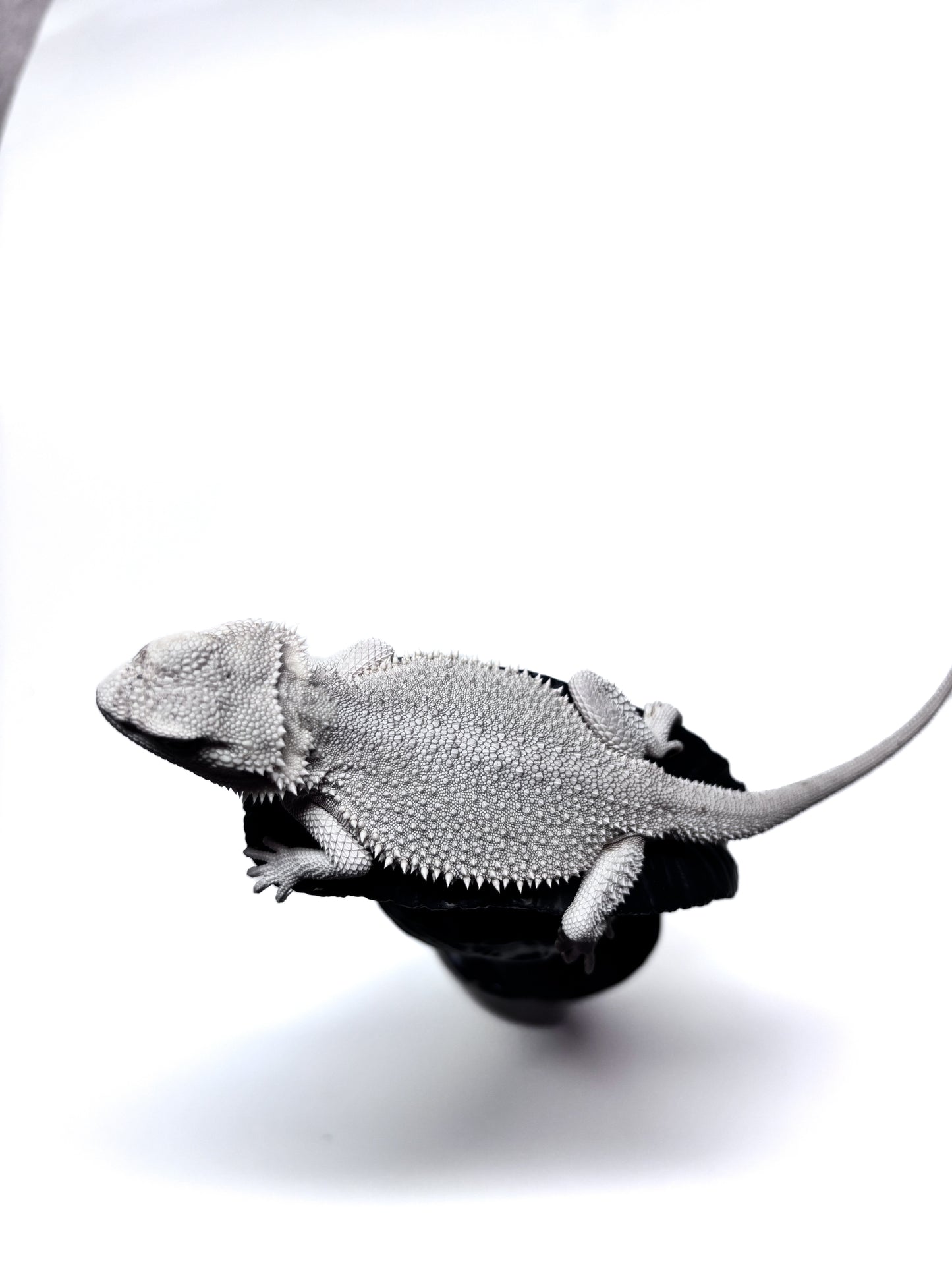 ❄️ #19 Hypo Zero❄️