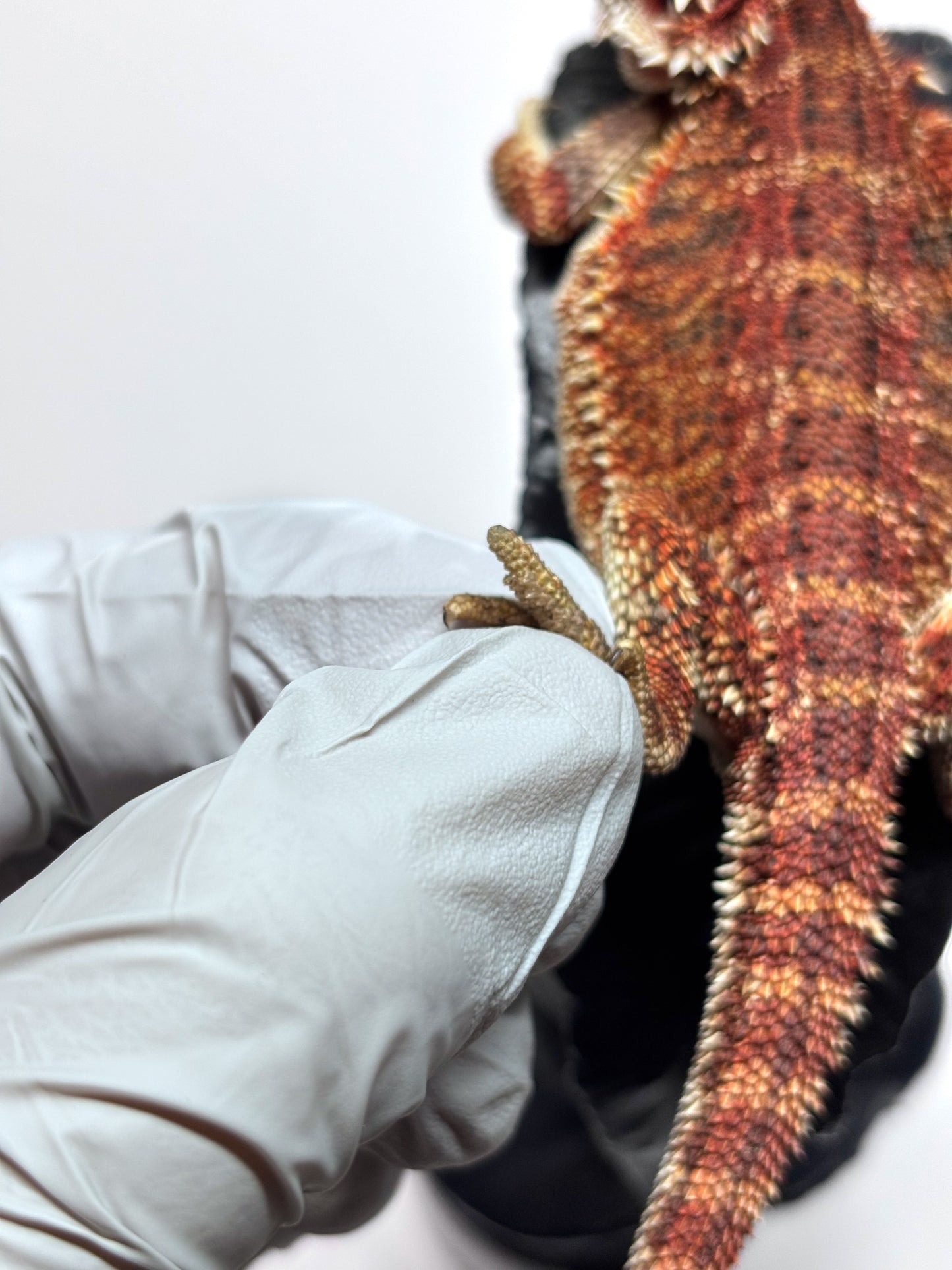 🏎️#20 Red Monster pos G-Stripe🏎️