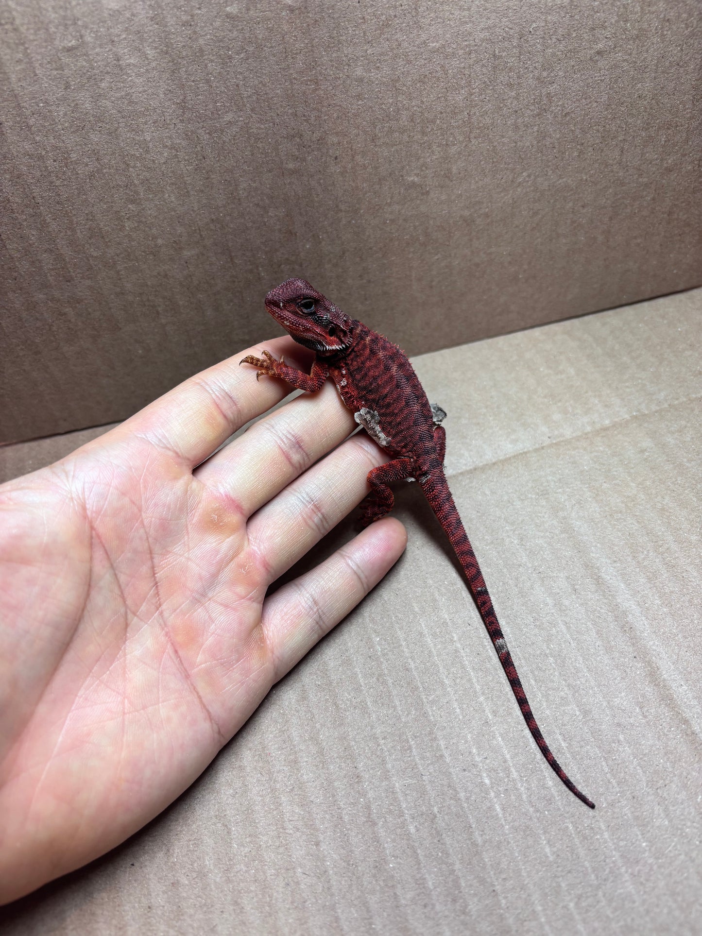 Extreme Dark Leatherback Trans Red Monster