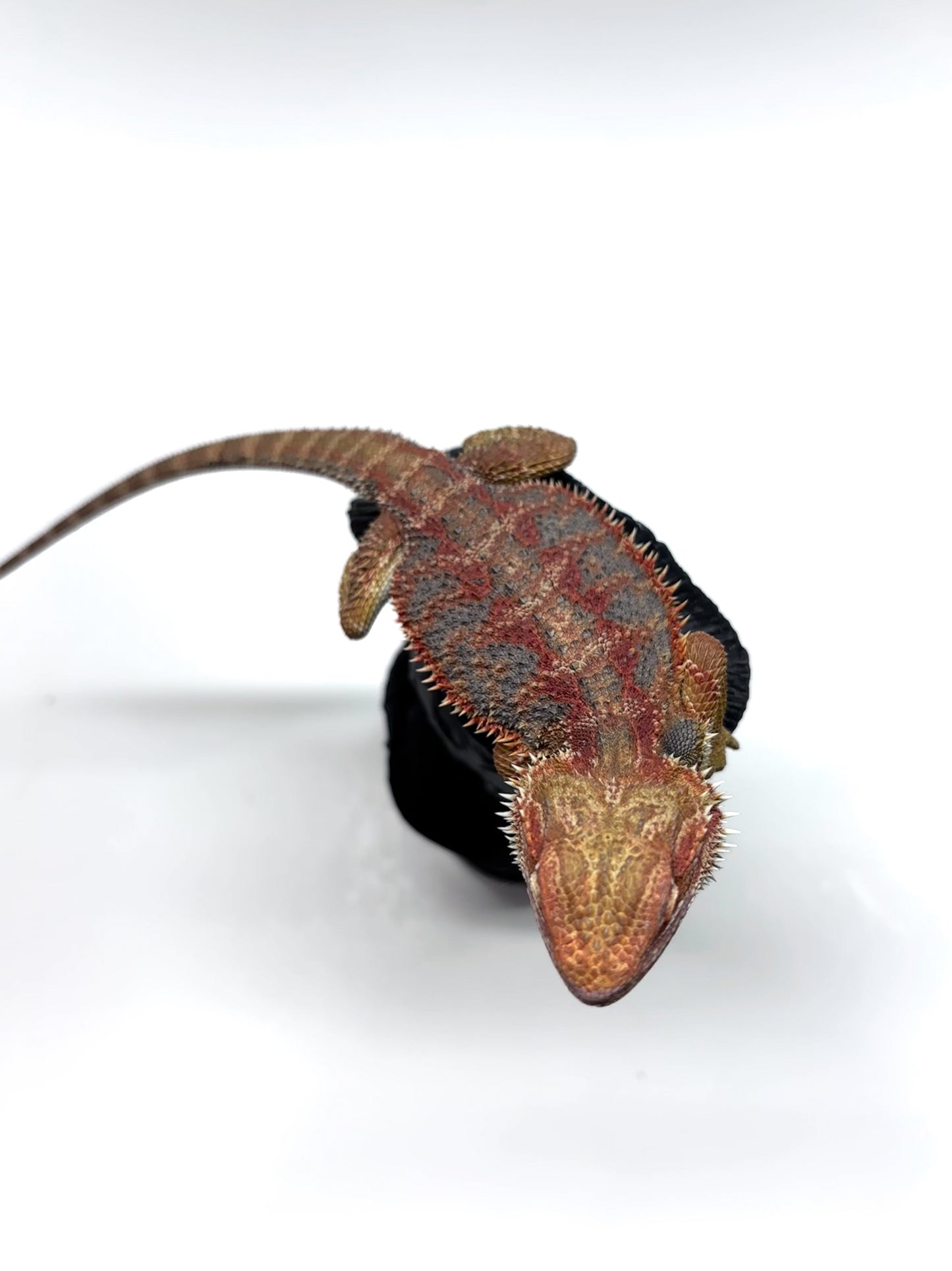 🌈 #21 Hypo Rainbow Blue Tiger🌈