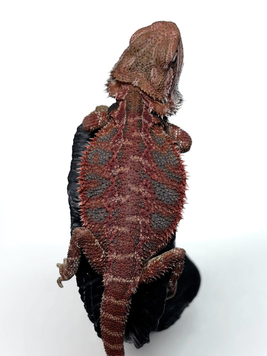 💙🔥#12 Red Blue Tiger 🔥💙