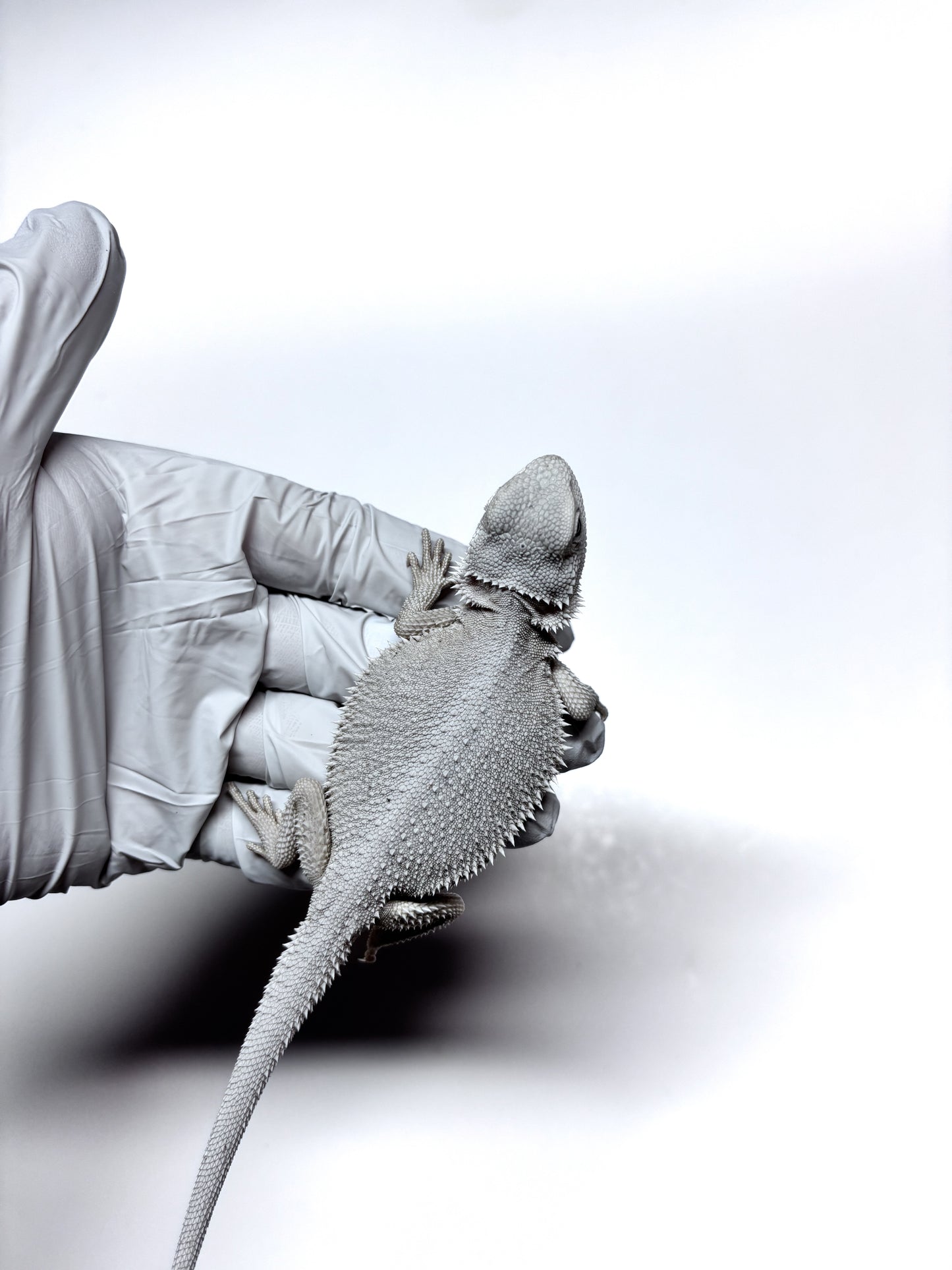 ❄️#14 Hypo Zero❄️