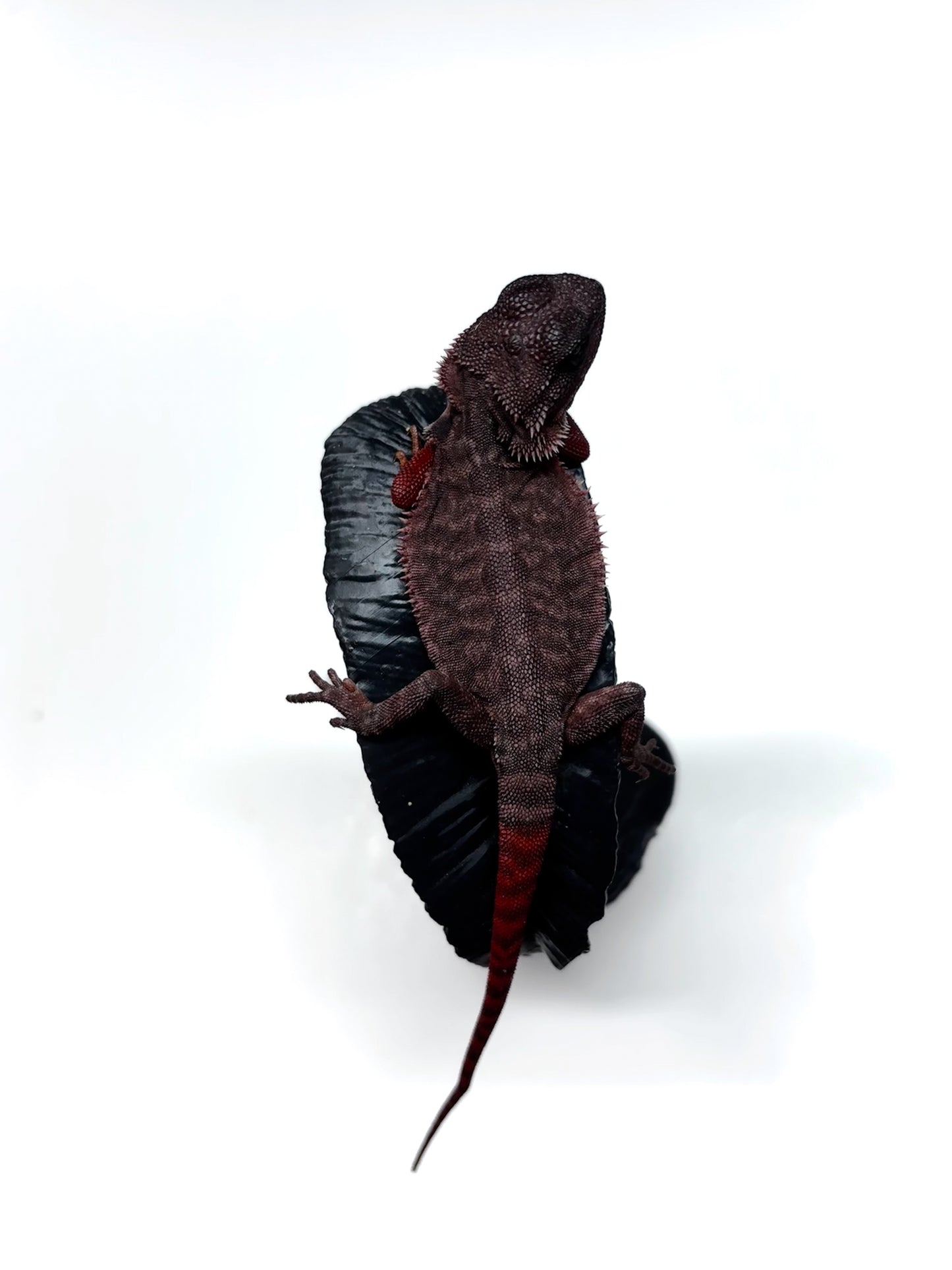 🩸🩸#22 Extreme Dark Red Monster Trans Leatherback🩸🩸