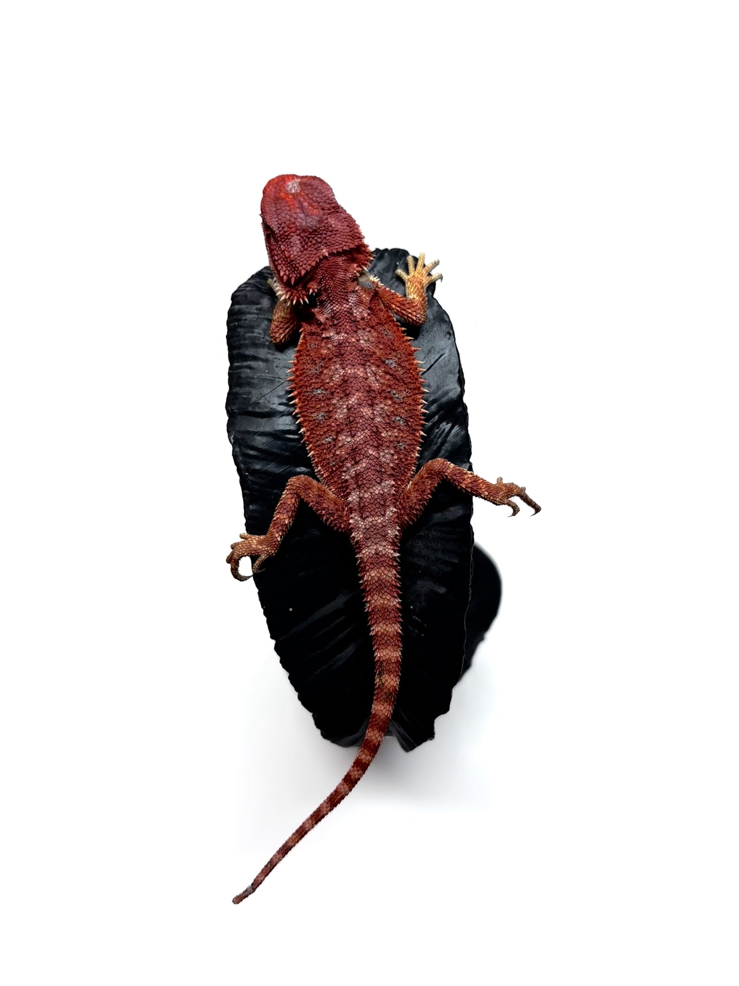 🔥 #26 Hypo Red Monster 🔥