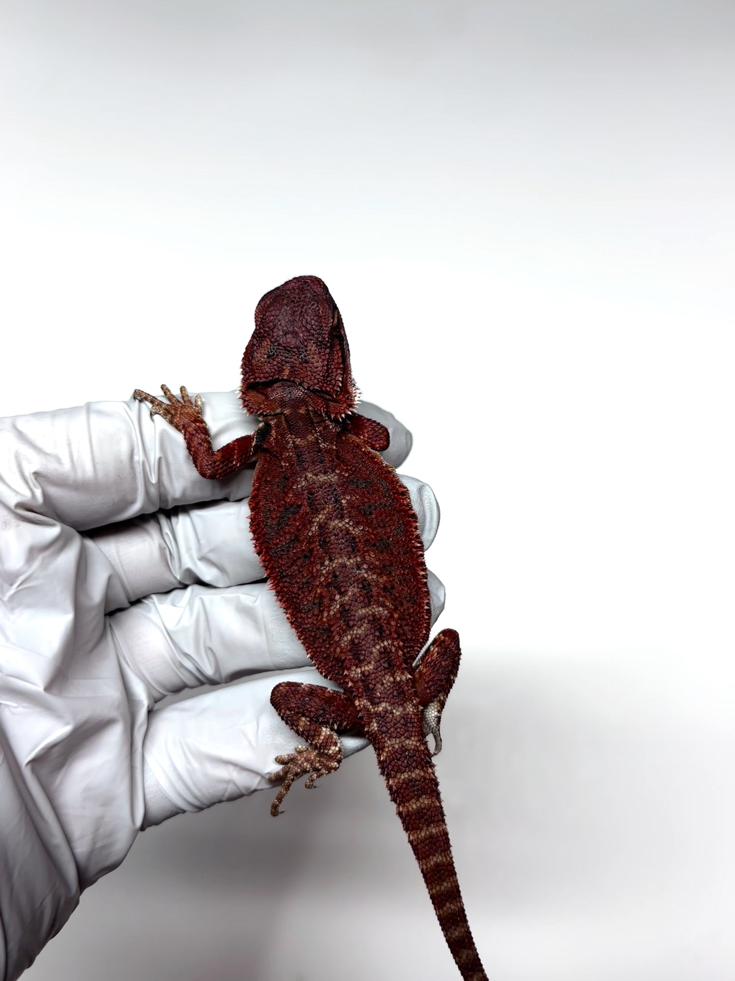 🔥🛑#2 Extreme Dark RED MONSTER 🛑🔥(Holdback Release)