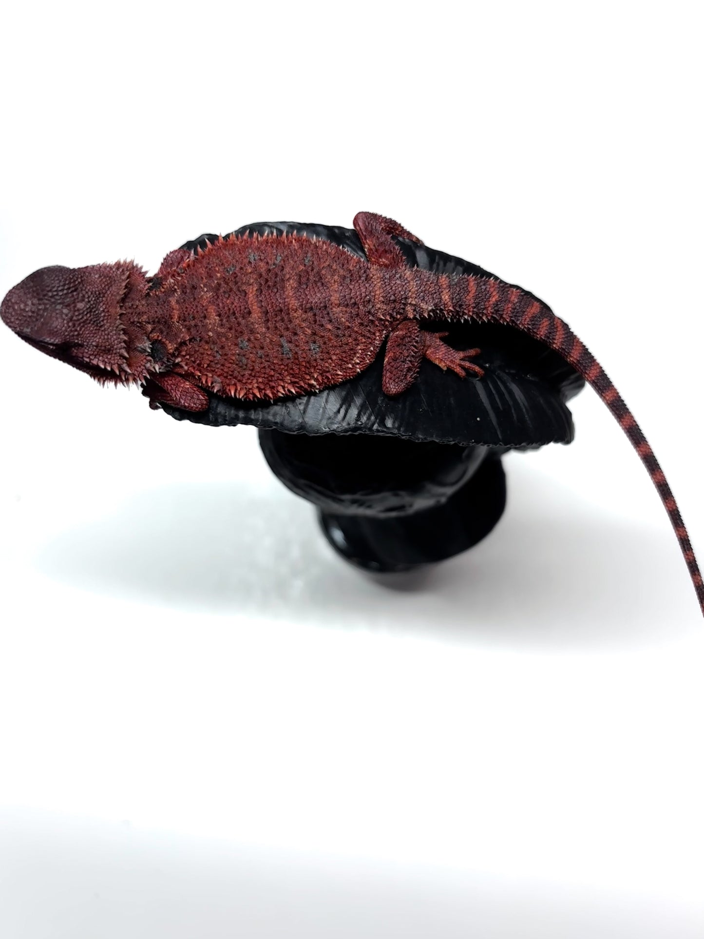 🩸#13 Extreme Dark Red Monster🩸