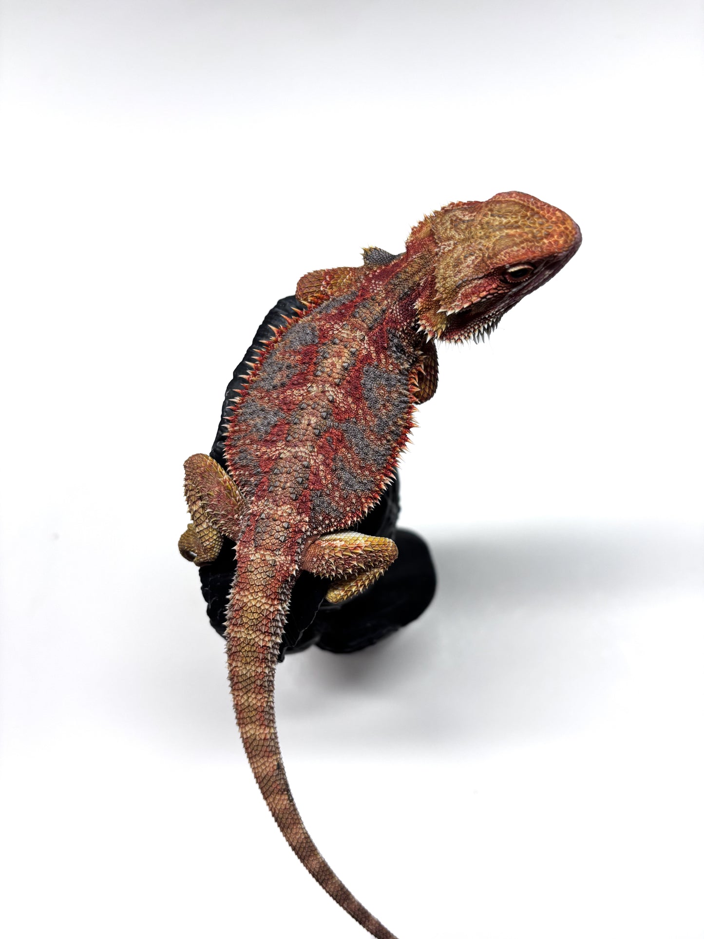 🌈 #21 Hypo Rainbow Blue Tiger🌈