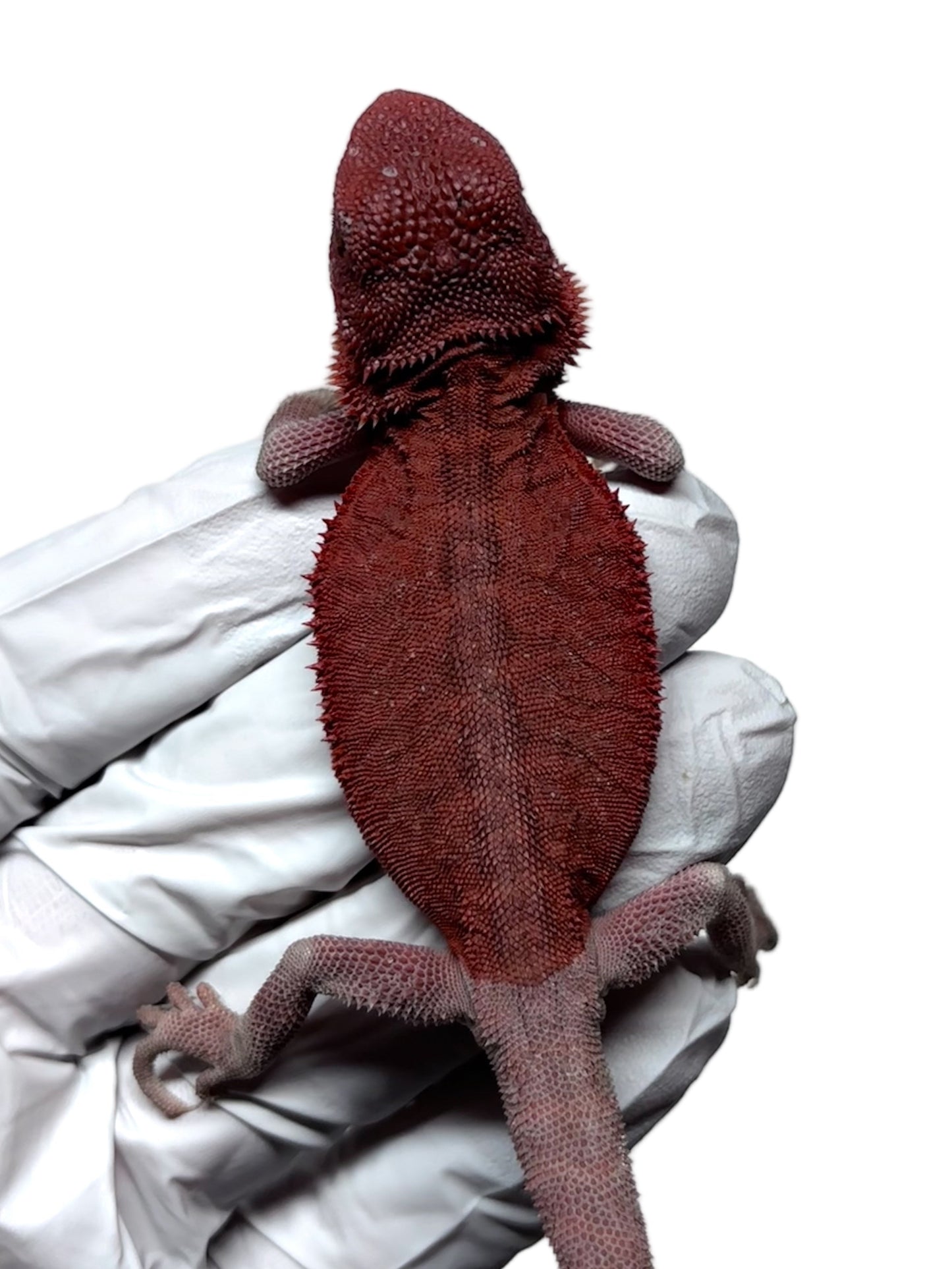 🩸#11 Extreme Red Monster Hypo Trans leather🩸