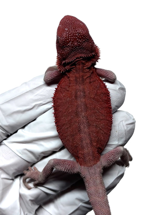 🩸#11 Extreme Red Monster Hypo Trans leather🩸