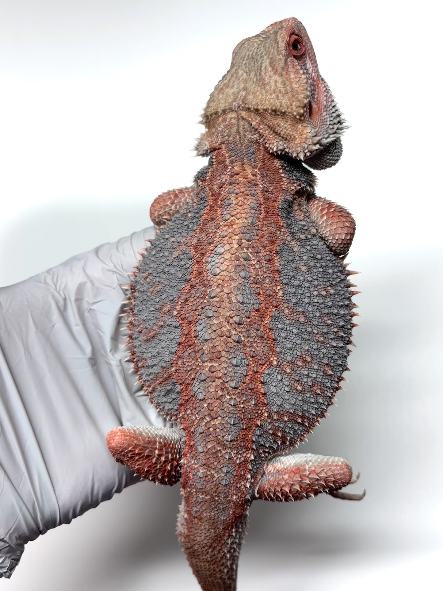 💙❄️#24 EXTREME BLUE HYPO❄️💙