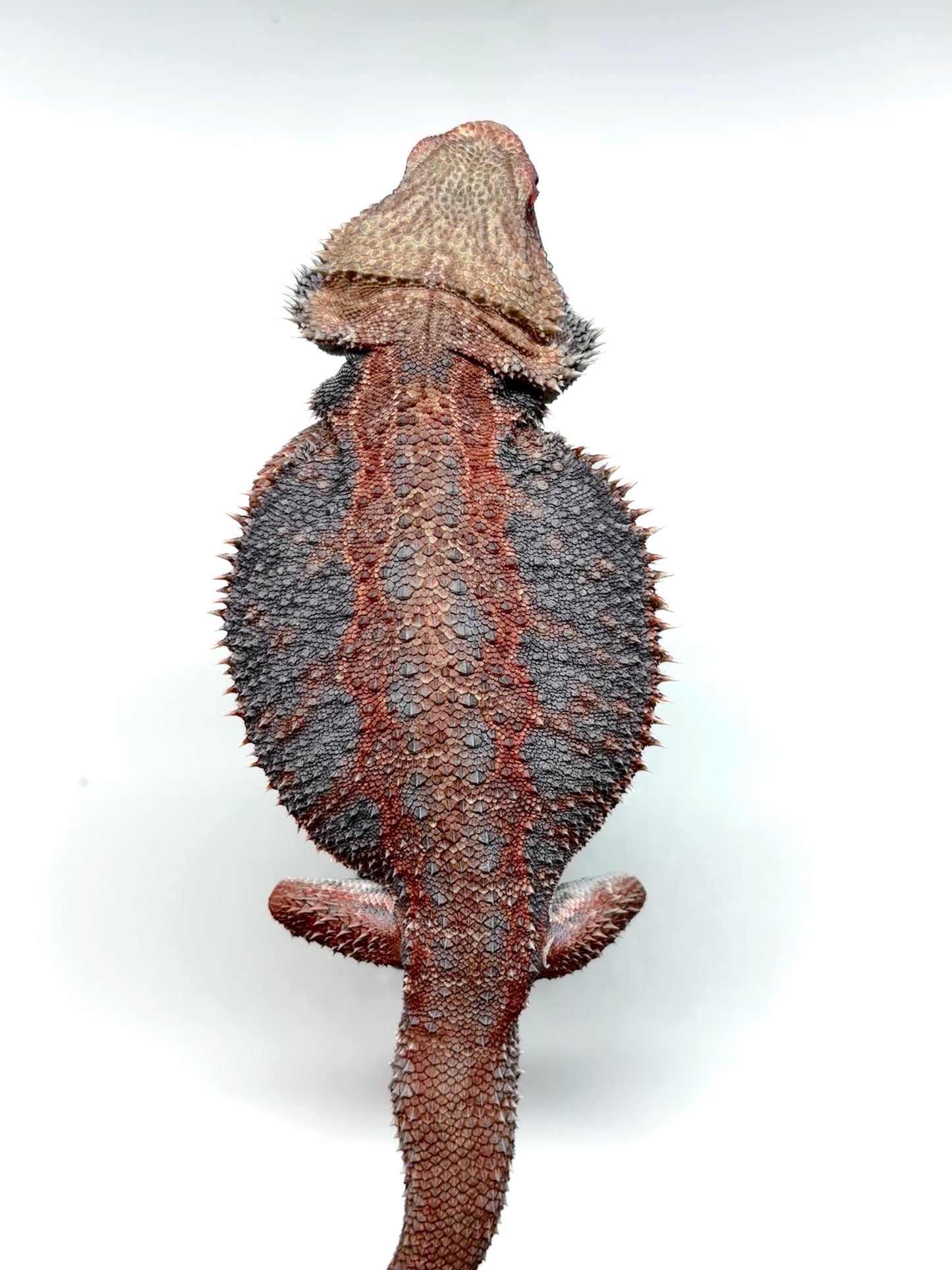 💙❄️#24 EXTREME BLUE HYPO❄️💙