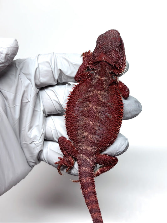 🔥🛑#2 Extreme Dark Hypo RED MONSTER 🛑🔥(Holdback Release)