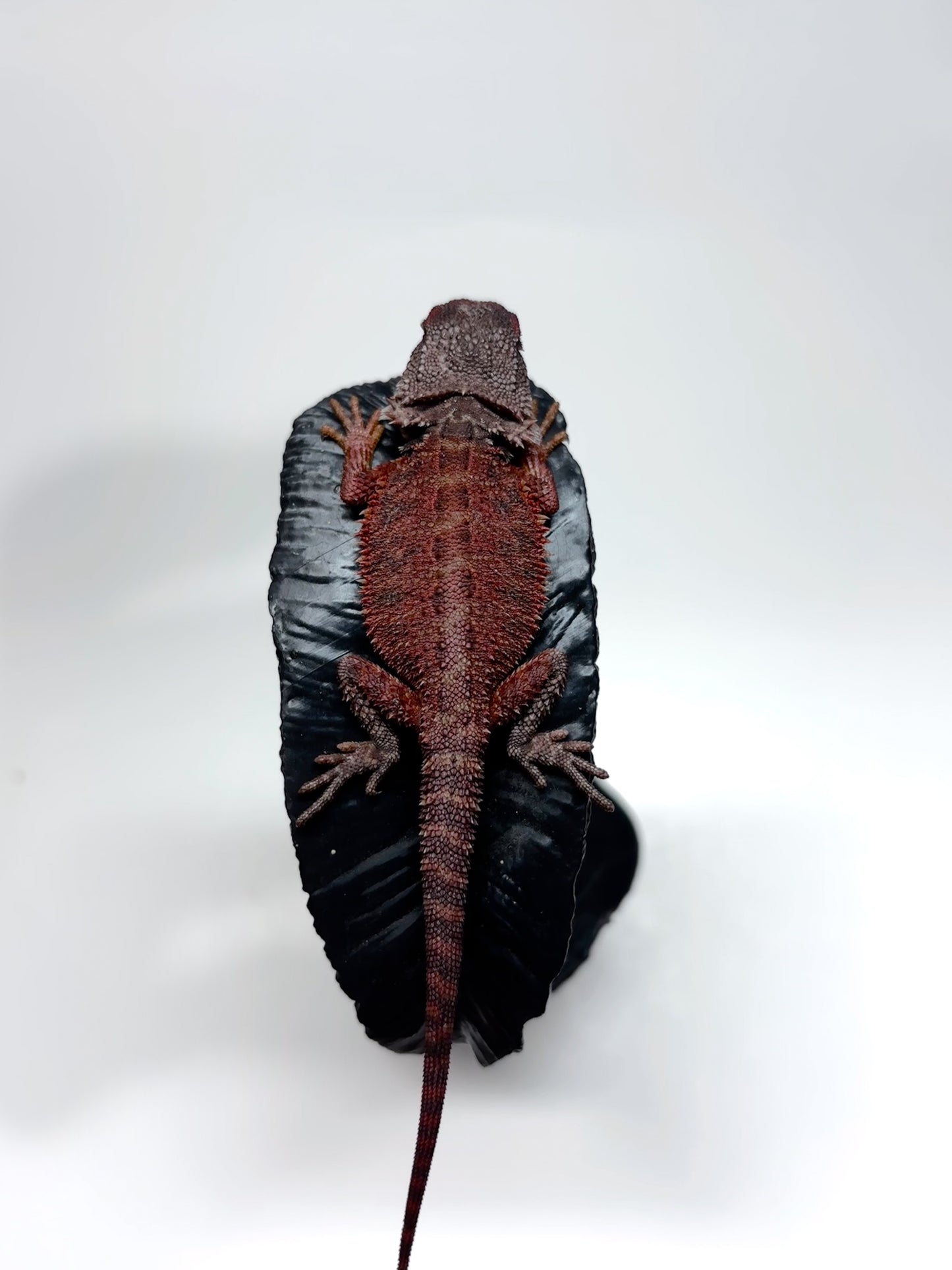 🩸#23 Red Monster Trans Tiger🩸