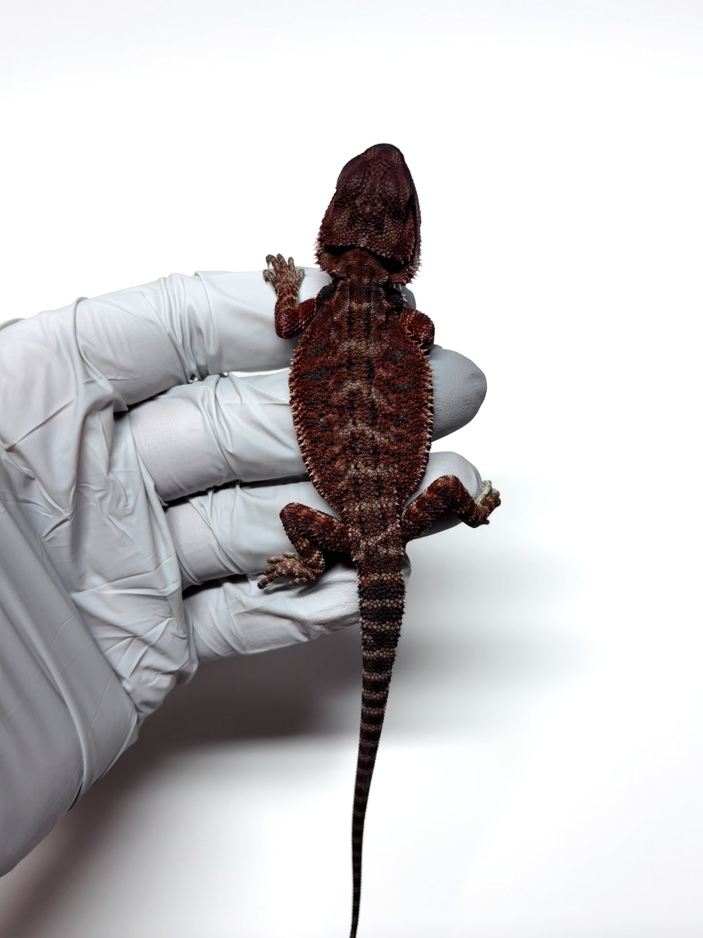 🖤#15 Dark Red Monster🖤