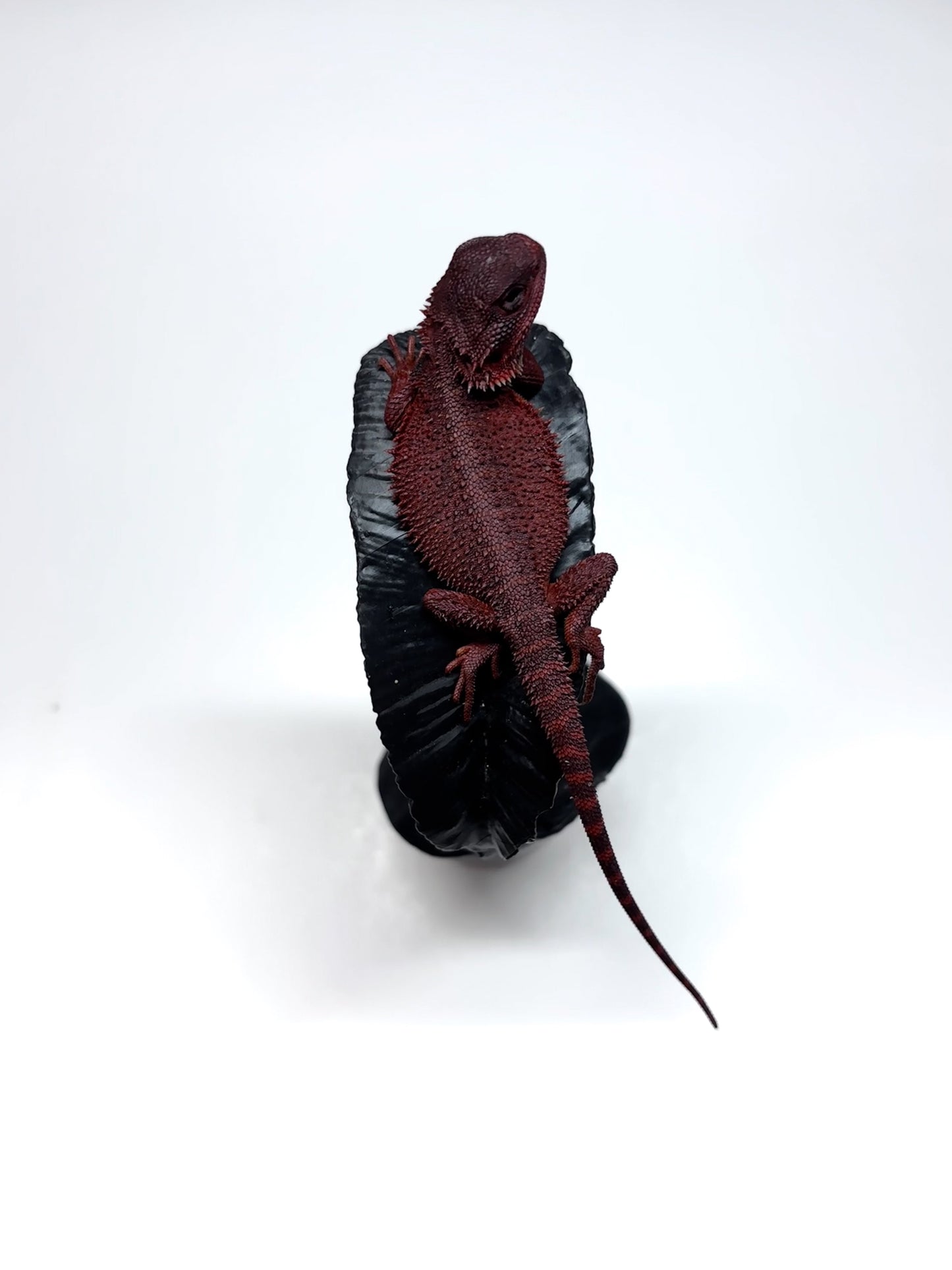 🩸#16 Extreme Dark Red Monster Trans🩸