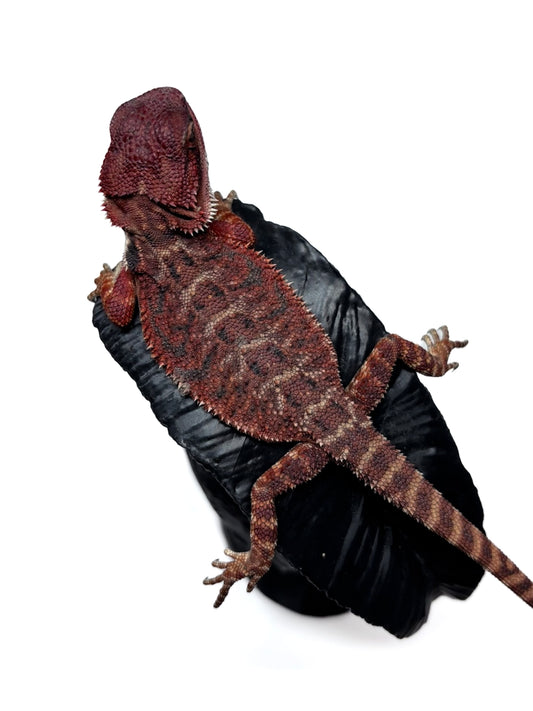 🩸 #4 Extreme Dark Red Monster Tiger🩸