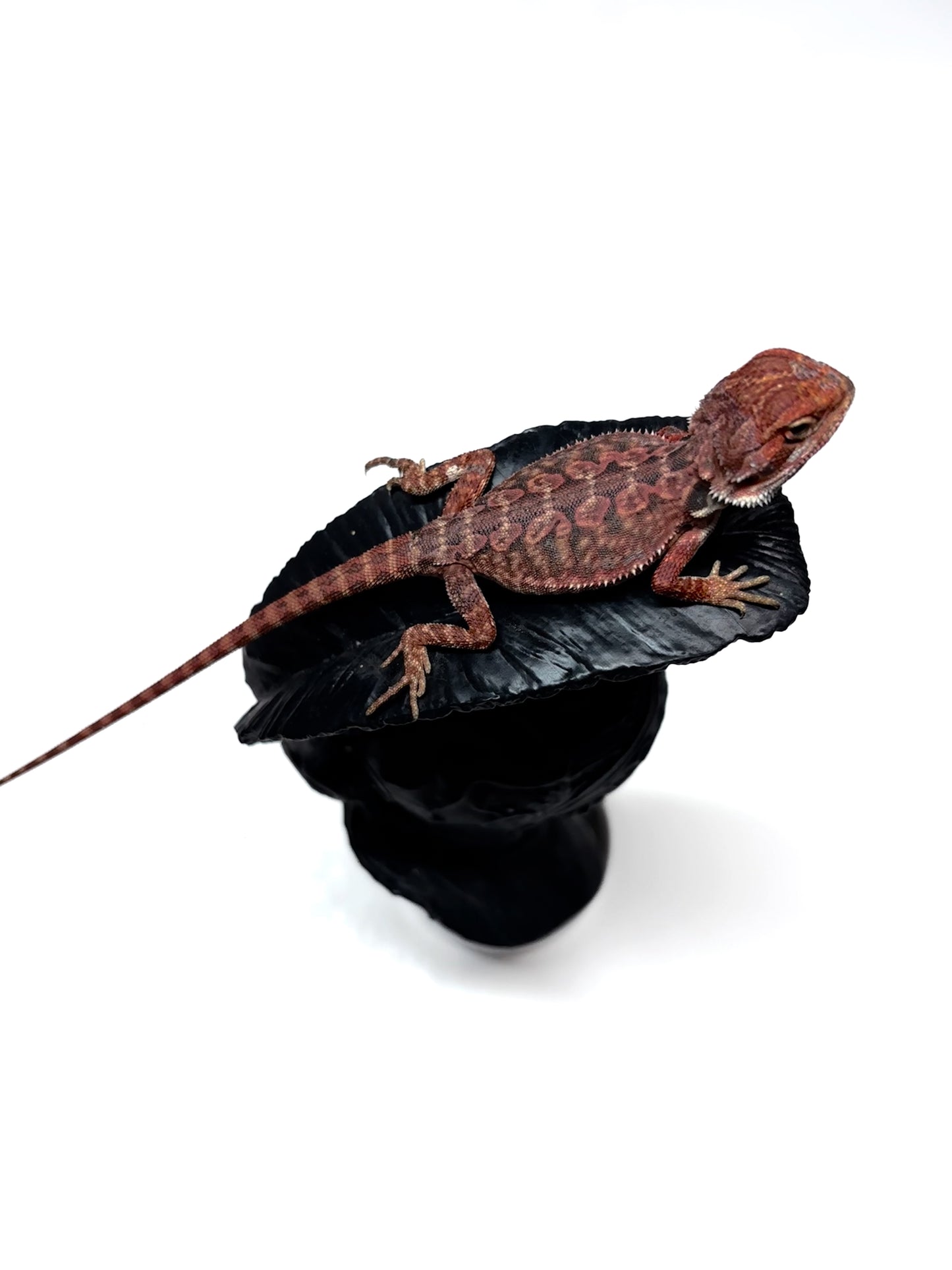 🖤☠️🩸#9 1/2 Red Monster 🩸☠️🖤