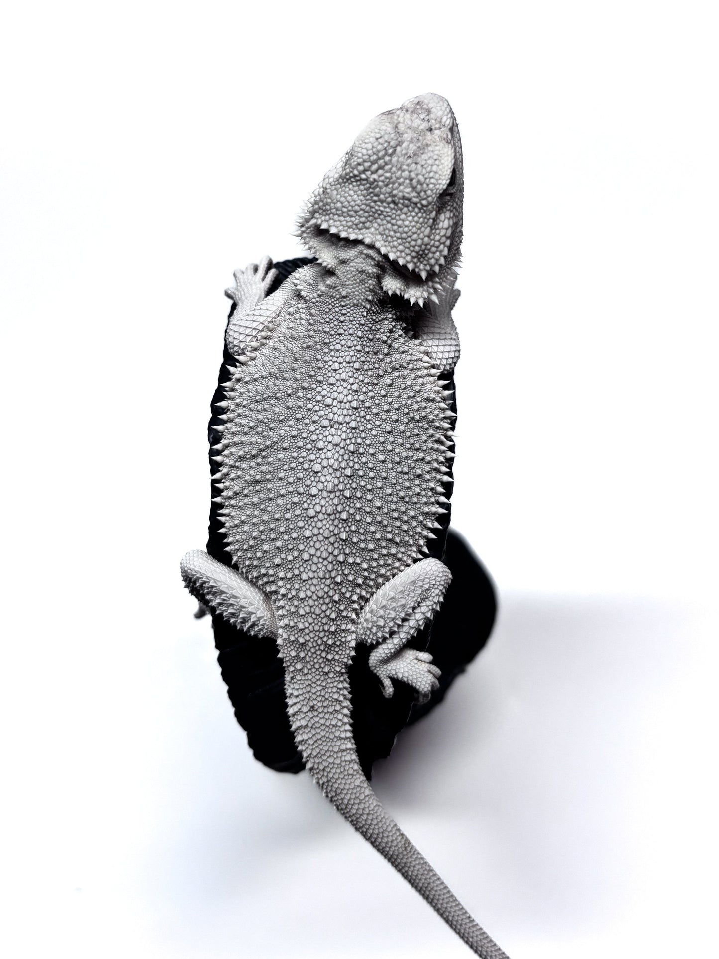 ❄️ #19 Hypo Zero❄️