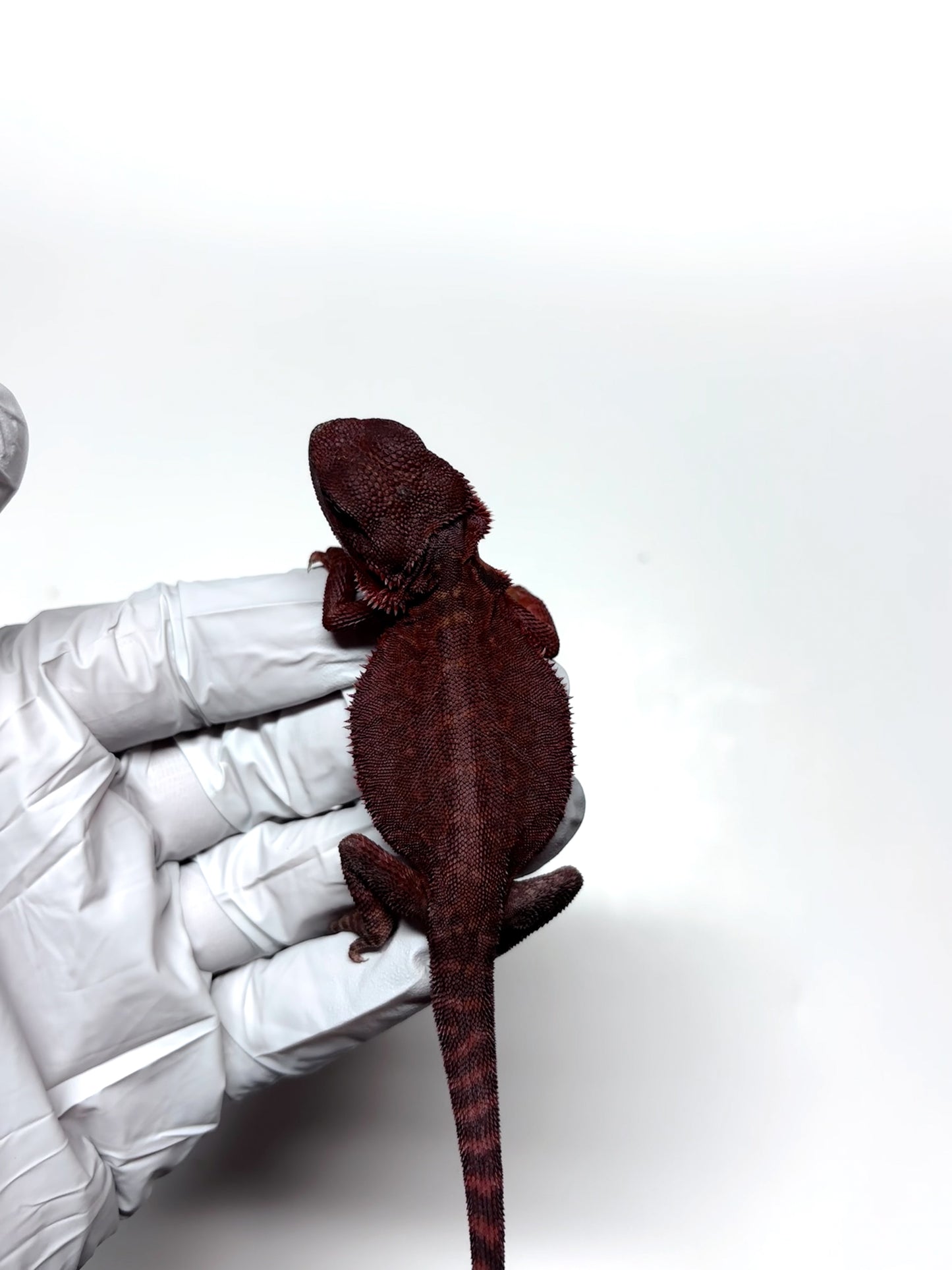 🩸#5 Extreme Dark Red Trans Monster🩸(HOLDBACK)