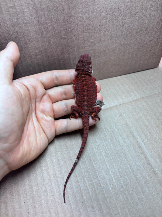 Extreme Dark Leatherback Trans Red Monster