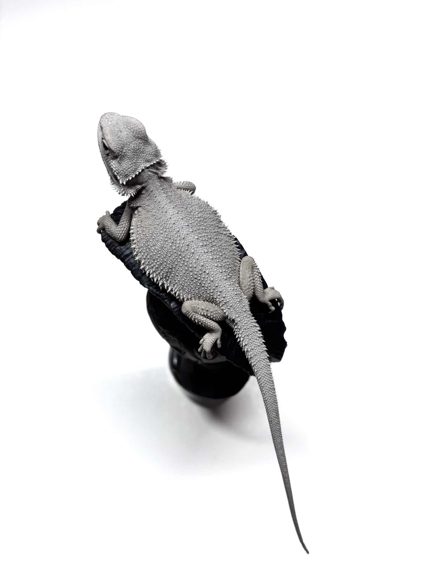 ❄️#14 Hypo Zero❄️