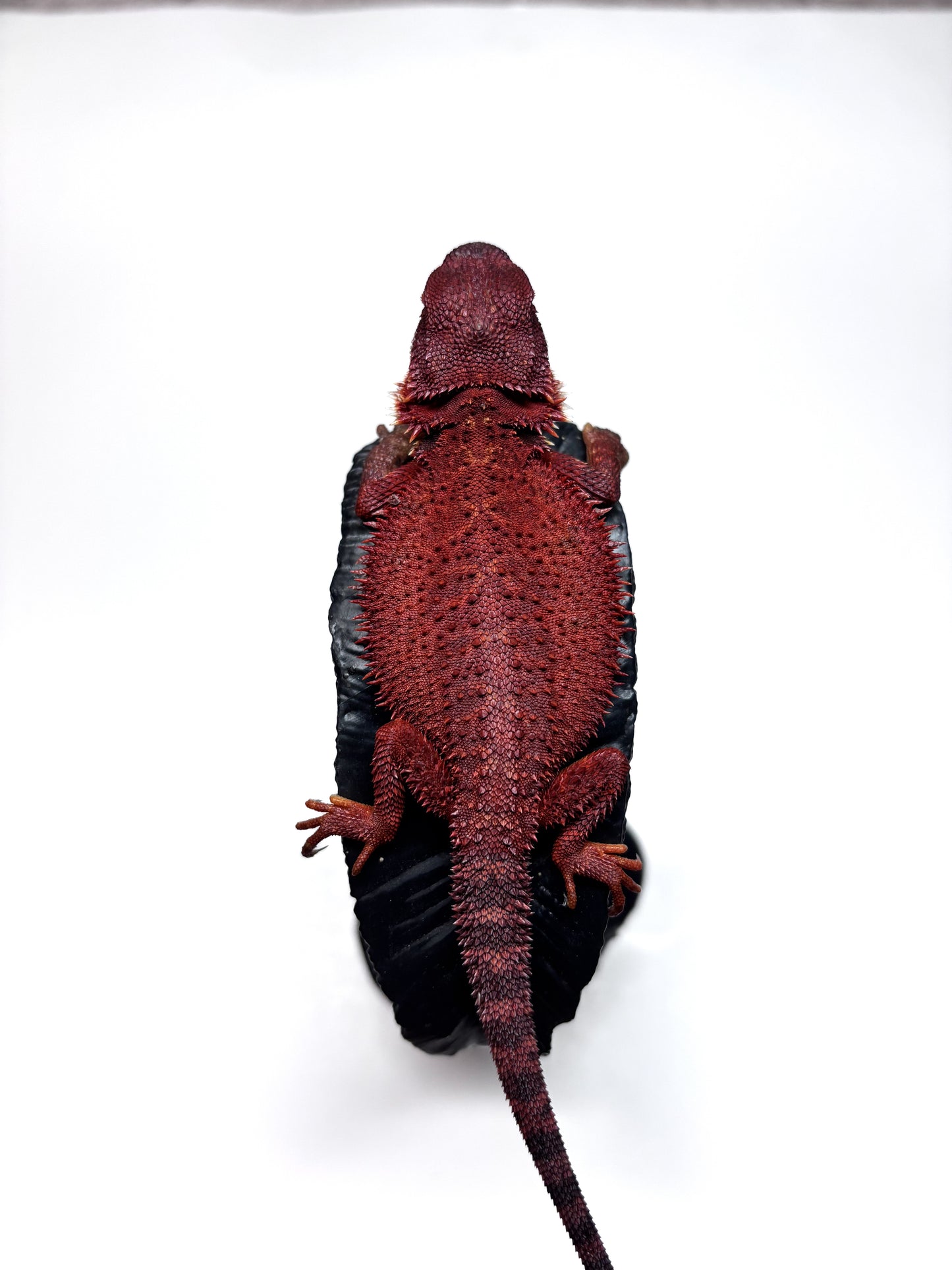 🔥#3 Extreme Dark Red Monster Trans🔥