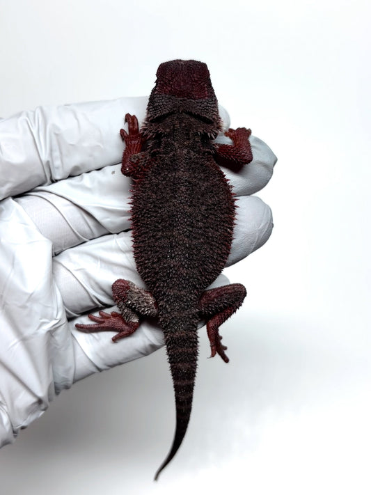 🖤☠️🩸#9 Black God Translucent Monster 🩸☠️🖤