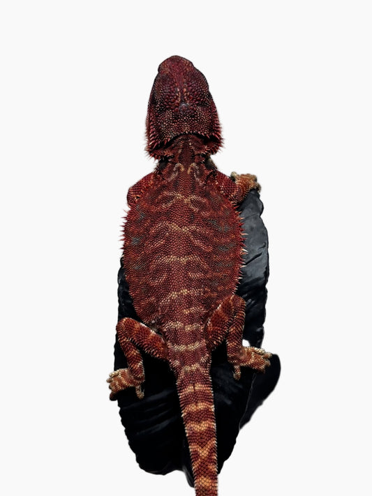 🩸#8 Extreme Dark Red Monster Leather🩸