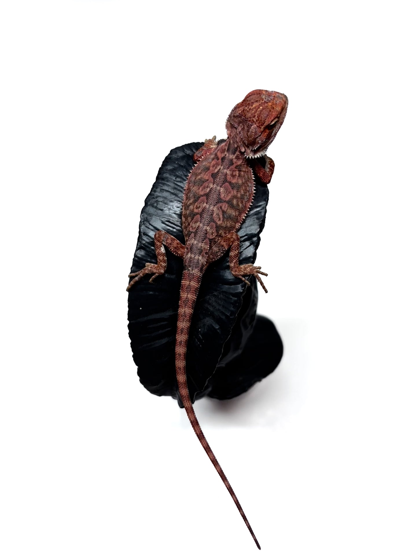 🖤☠️🩸#9 1/2 Red Monster 🩸☠️🖤