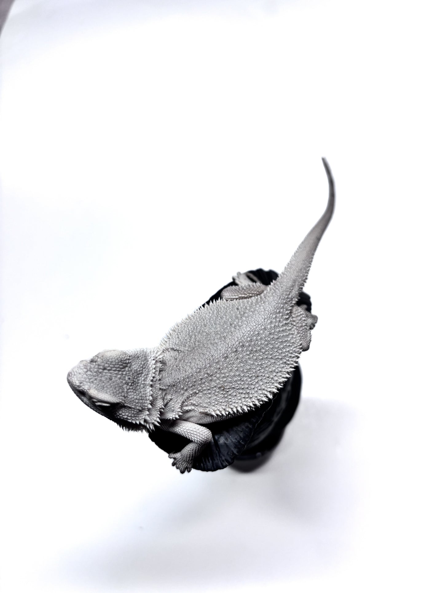 ❄️ #19 Hypo Zero❄️