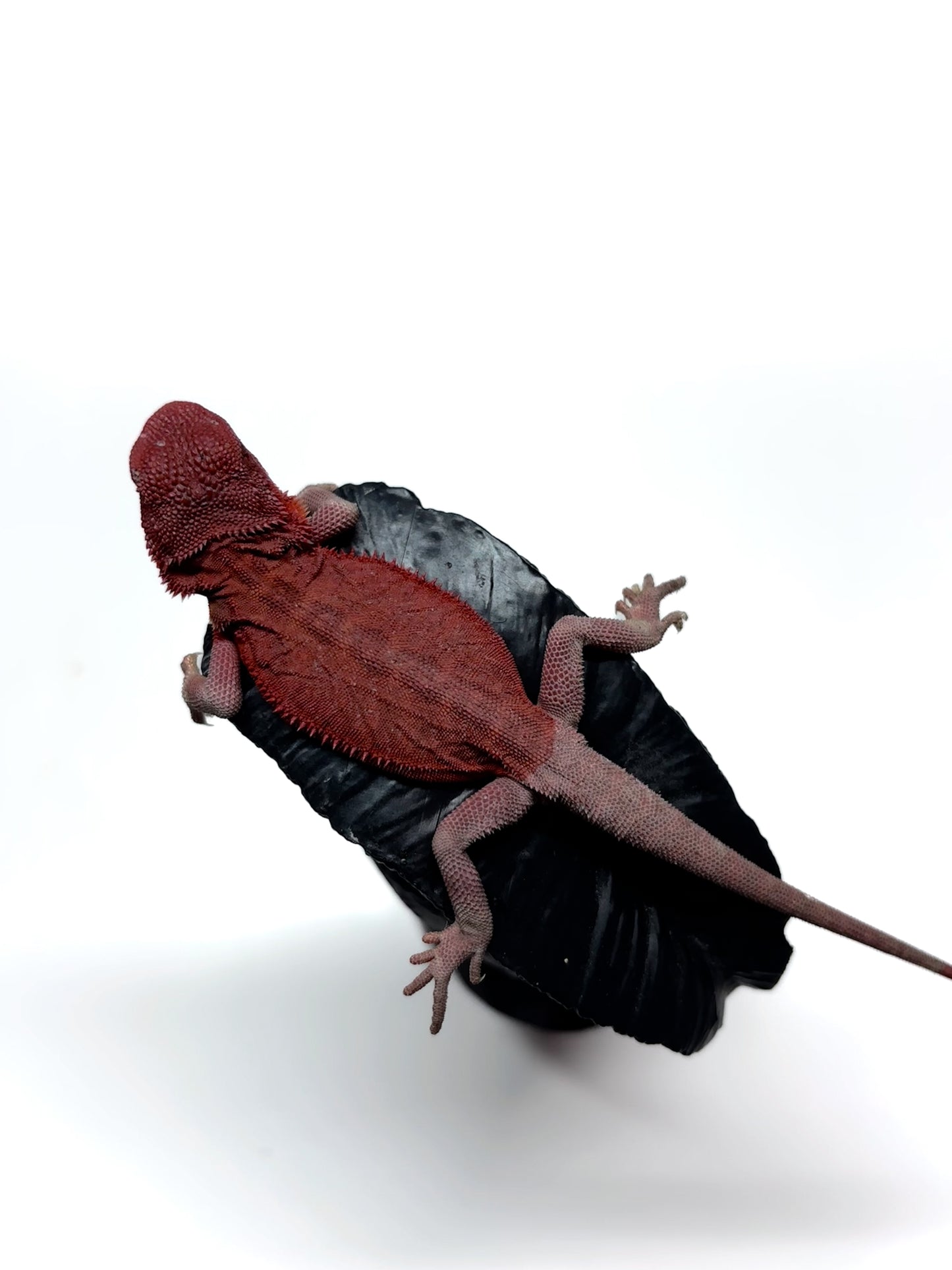 🩸#11 Extreme Red Monster Hypo Trans leather🩸