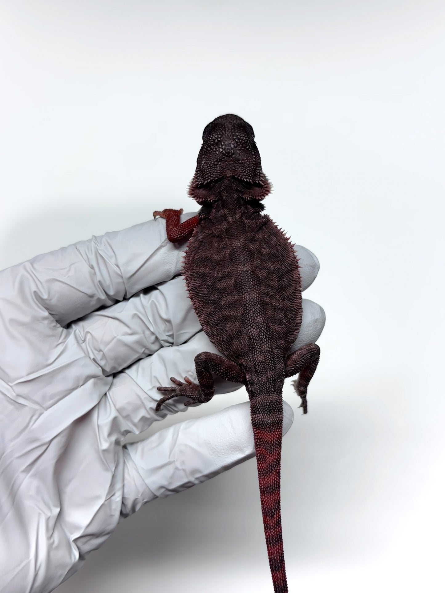 🩸🩸#22 Extreme Dark Red Monster Trans Leatherback🩸🩸