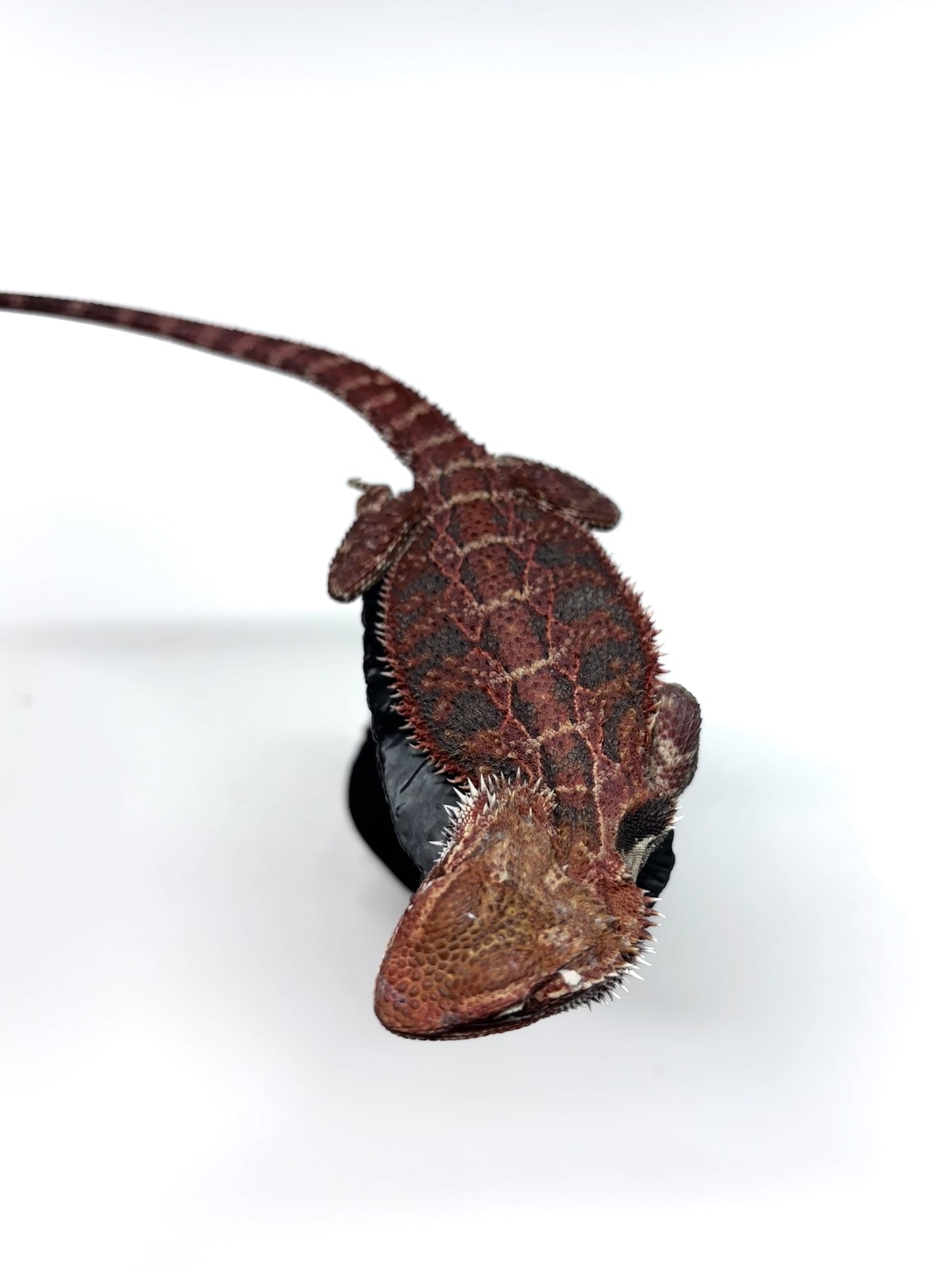 🔥#25 Red Extreme Blue Tiger🔥