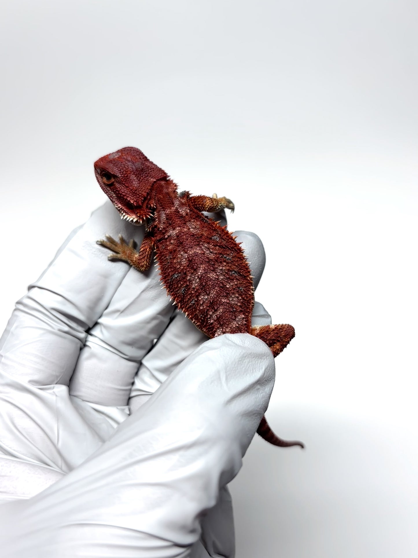 🔥 #26 Hypo Red Monster 🔥