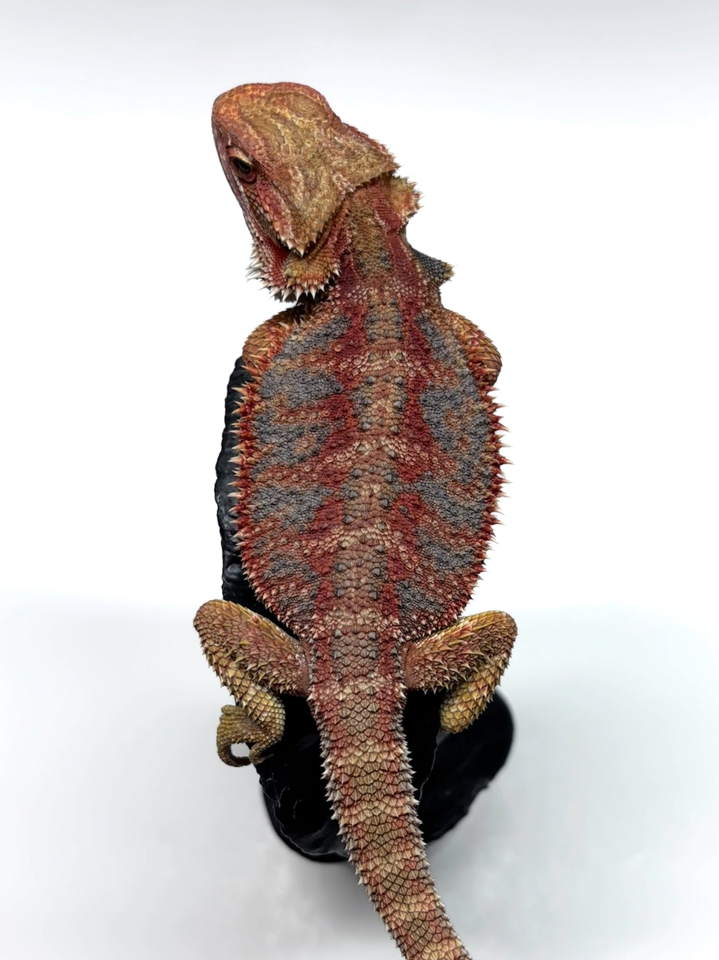 🌈 #21 Hypo Rainbow Blue Tiger🌈