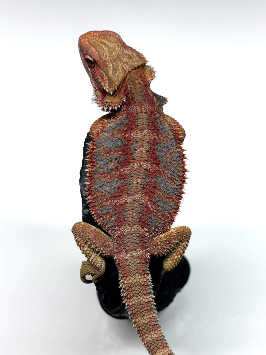 🌈 #21 Hypo Rainbow Blue Tiger🌈