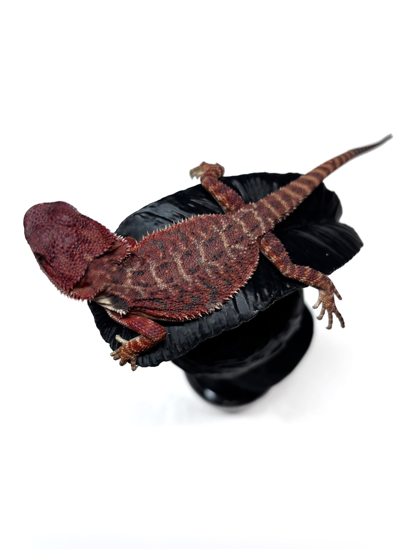 🩸 #4 Extreme Dark Red Monster Tiger🩸