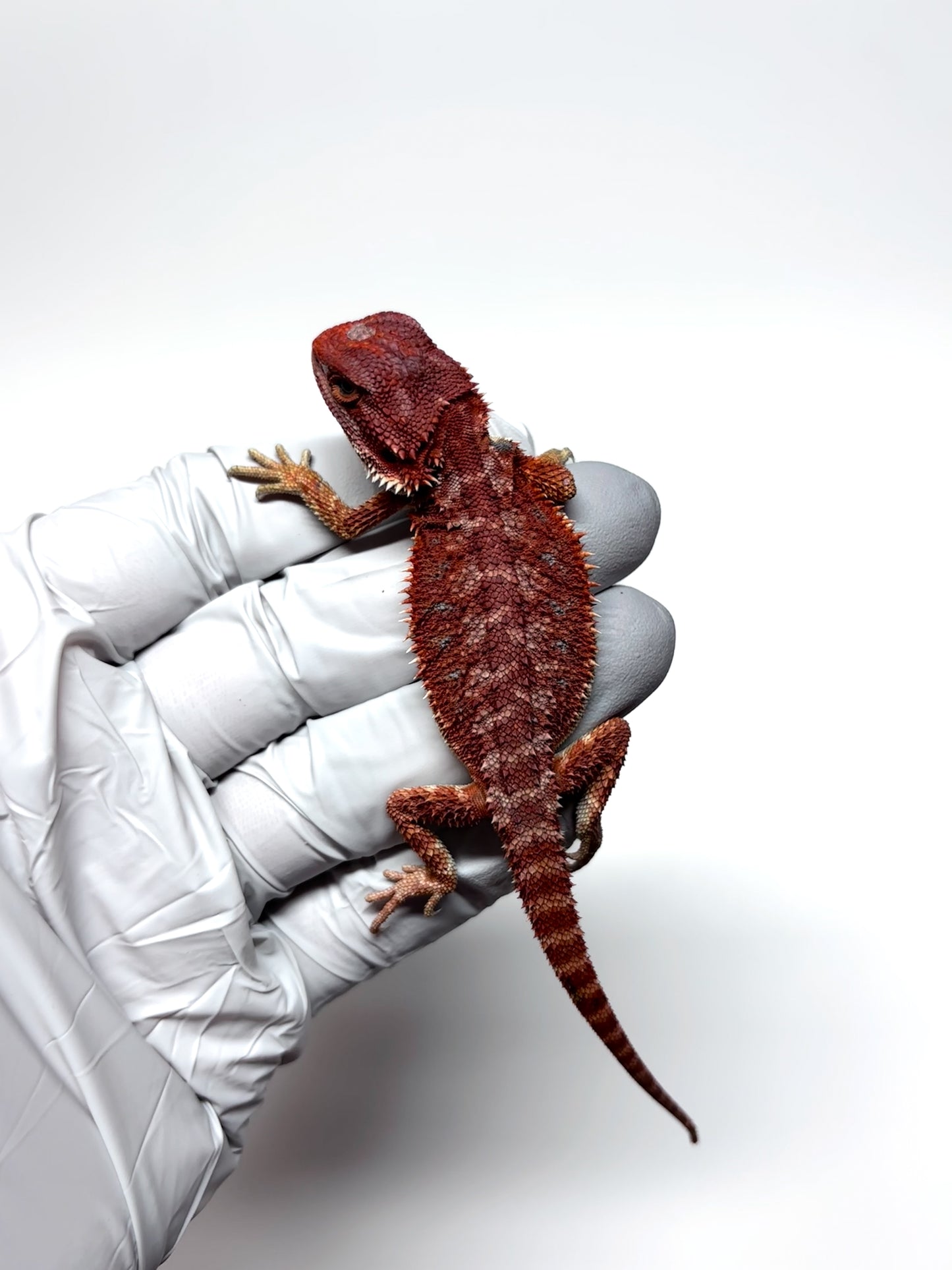 🔥 #26 Hypo Red Monster 🔥