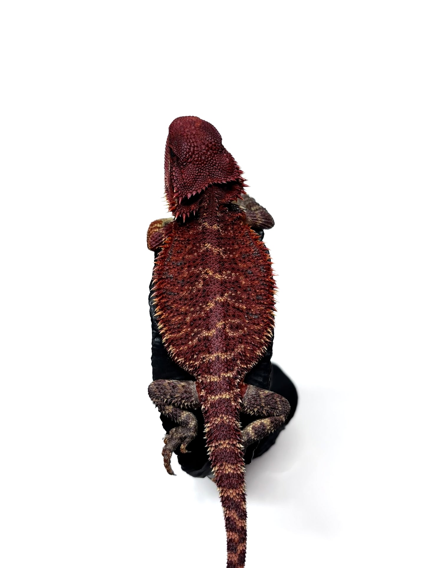 🔥🛑#2 Extreme Dark RED MONSTER 🛑🔥(Holdback Release)