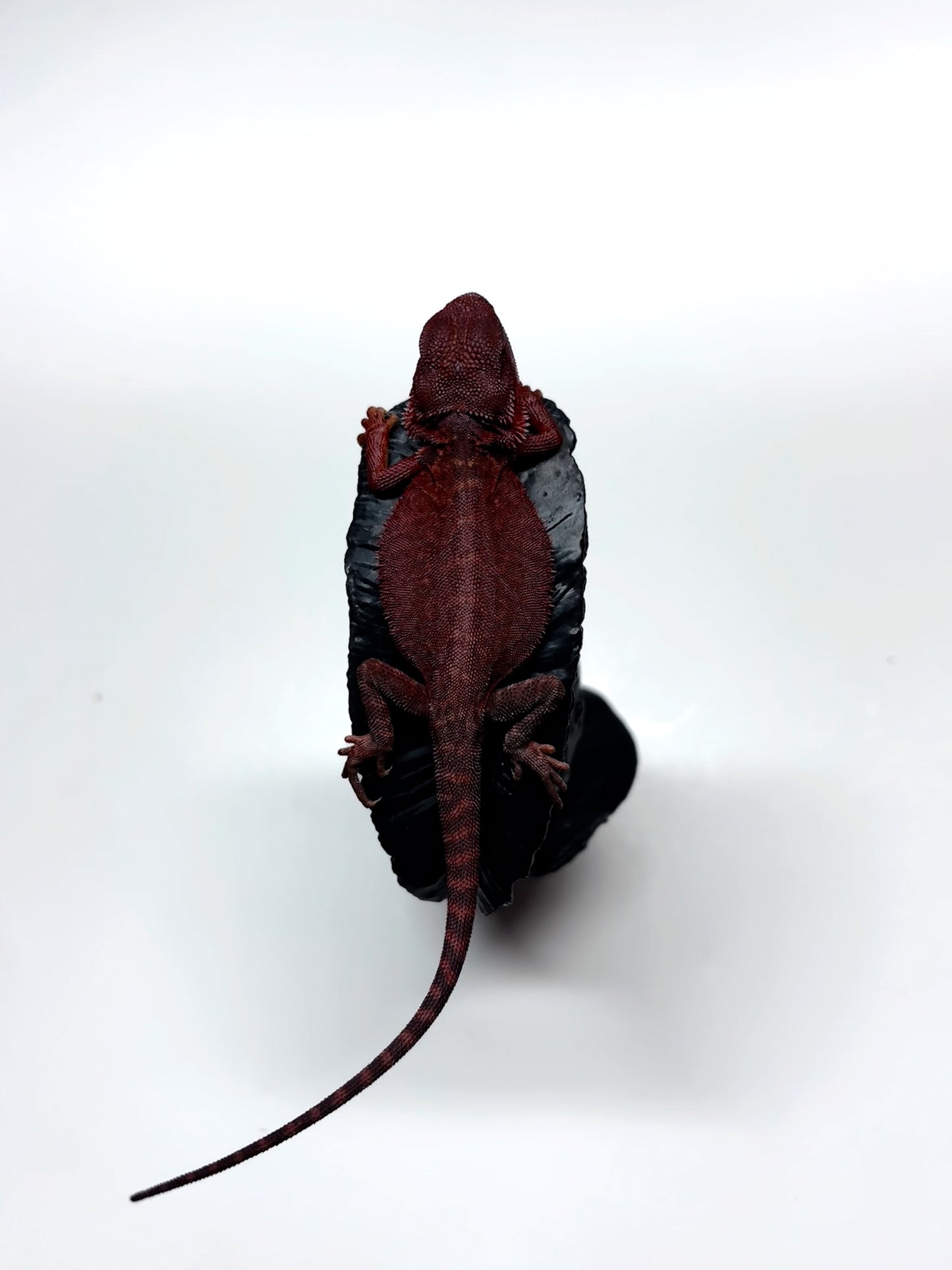 🩸#5 Extreme Dark Red Trans Monster🩸(HOLDBACK)