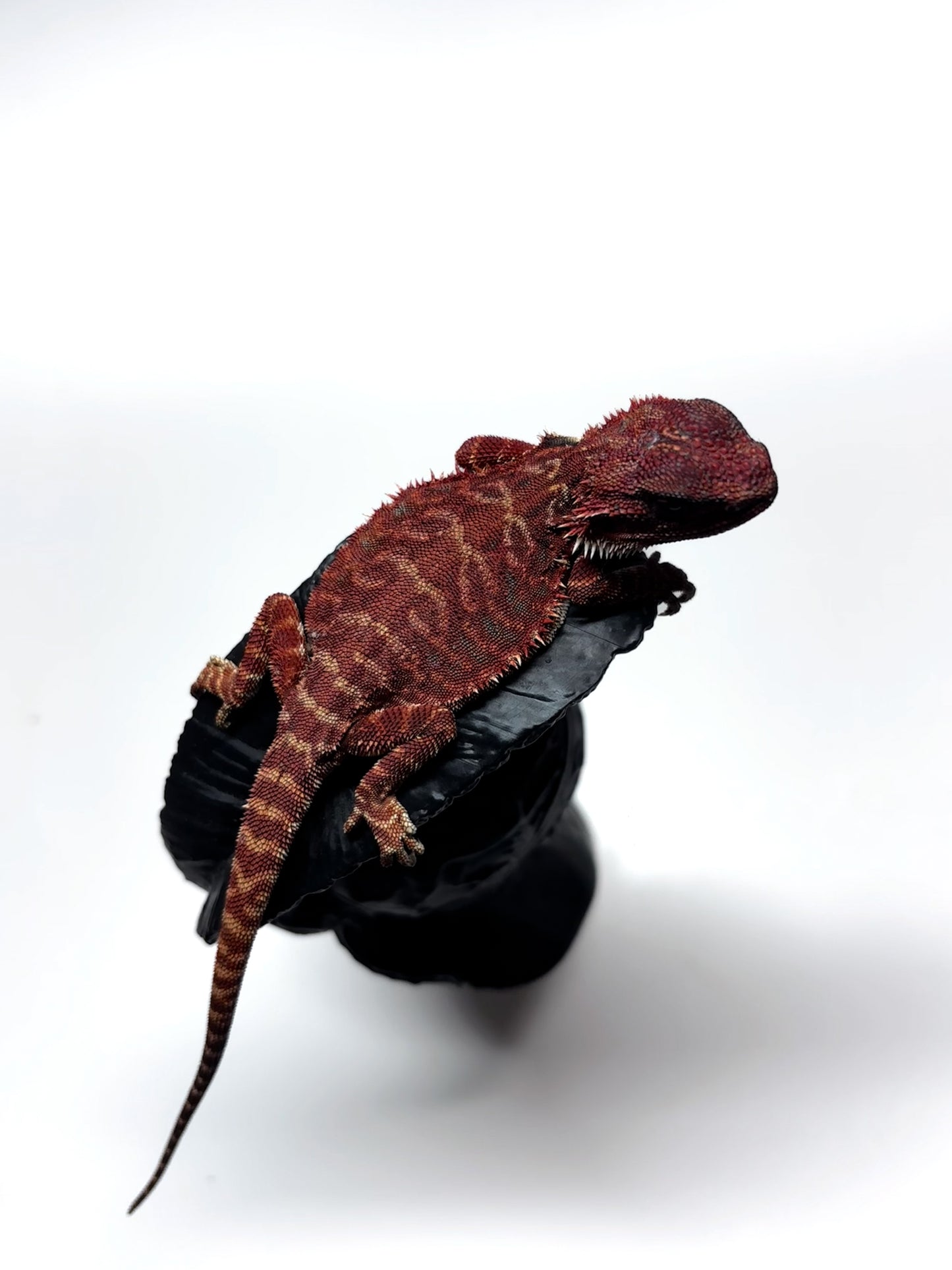 🩸#8 Extreme Dark Red Monster Leather🩸