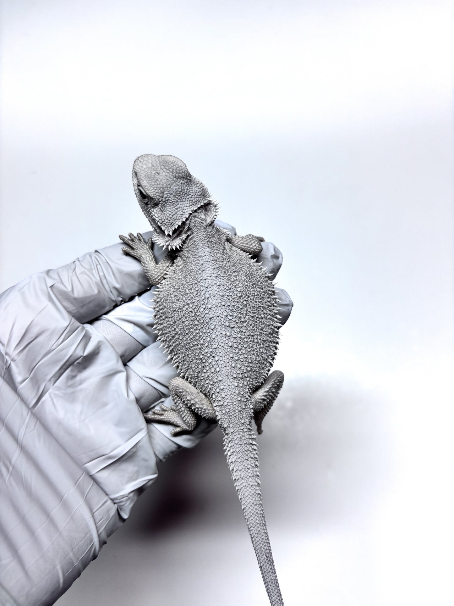 ❄️#14 Hypo Zero❄️