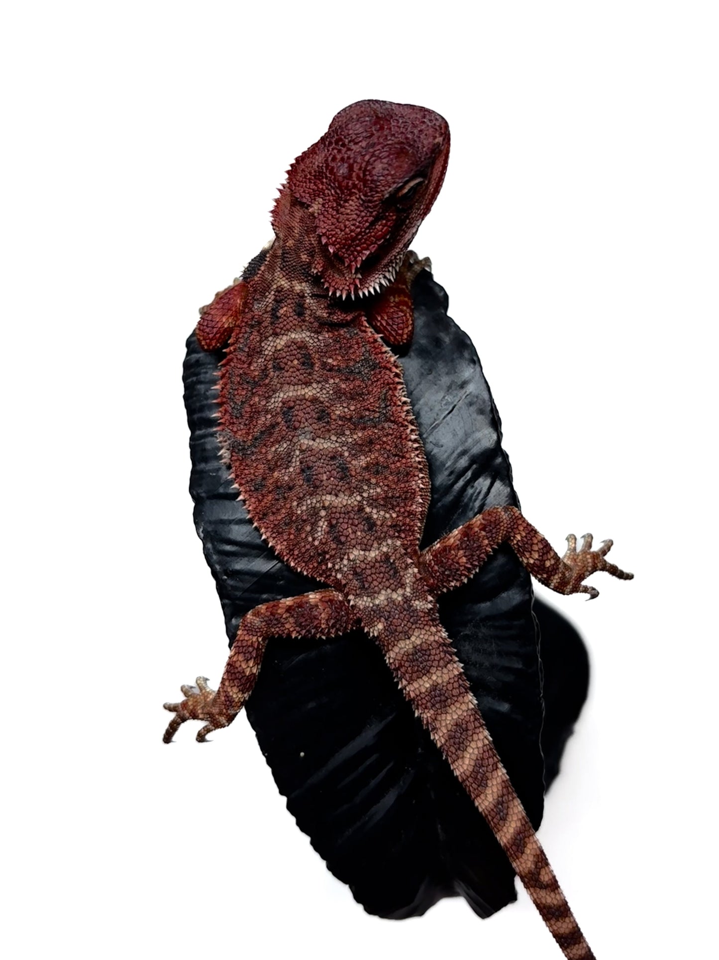 🩸 #4 Extreme Dark Red Monster Tiger🩸