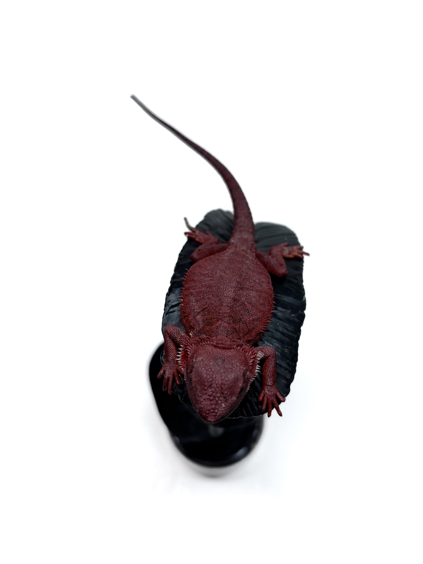 🩸#1 Red Monster Translucent Leatherback🩸(Holdback Release)